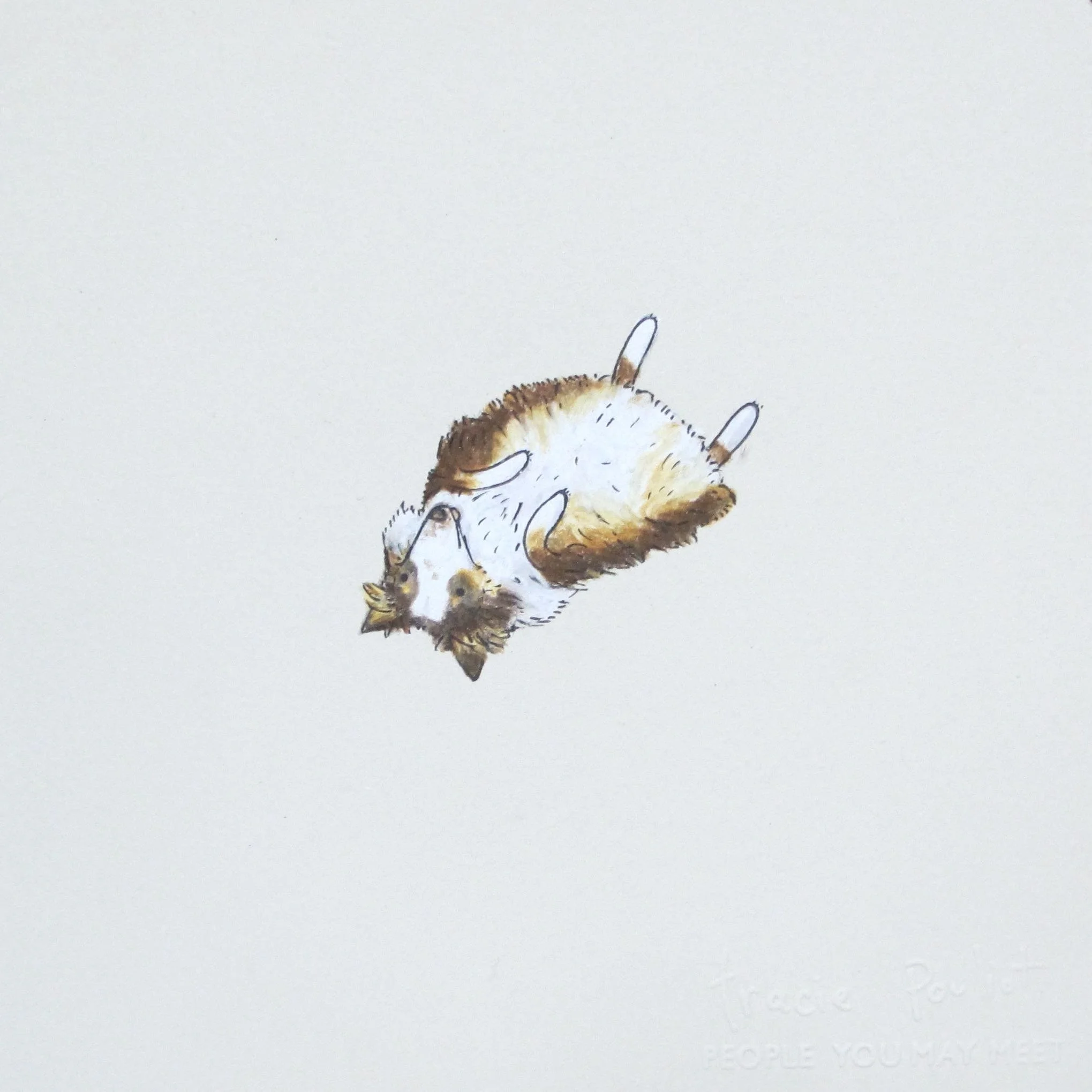 drawing of fluffy dog showing belly