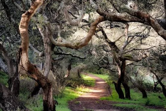 An oak woodland trail