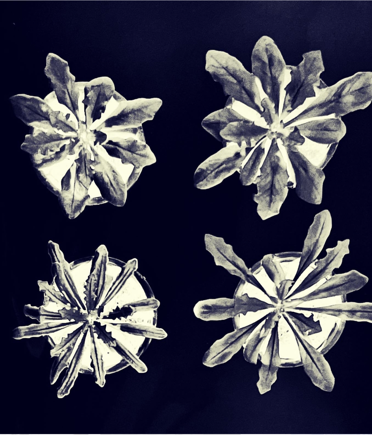 Capture d’écran 2024-11-03 à 16.07.02.png