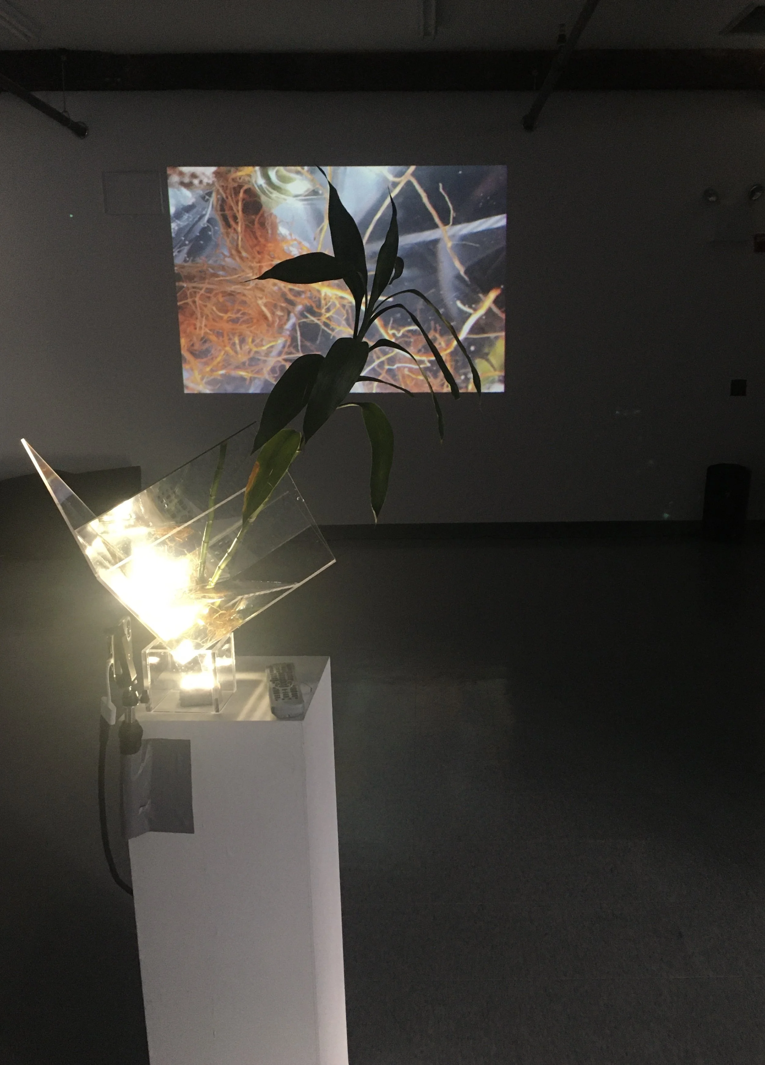 Planthropos, LMCC art Center.JPG