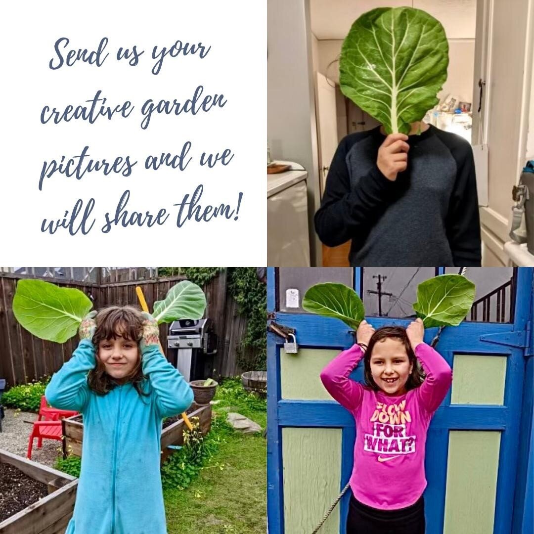 These days we find many ways to entertain ourselves around the house or in our gardens. Message us your creative, silly garden pictures so we can share them to our community, lighten the mood and make each other laugh! For us, it has been the simple,