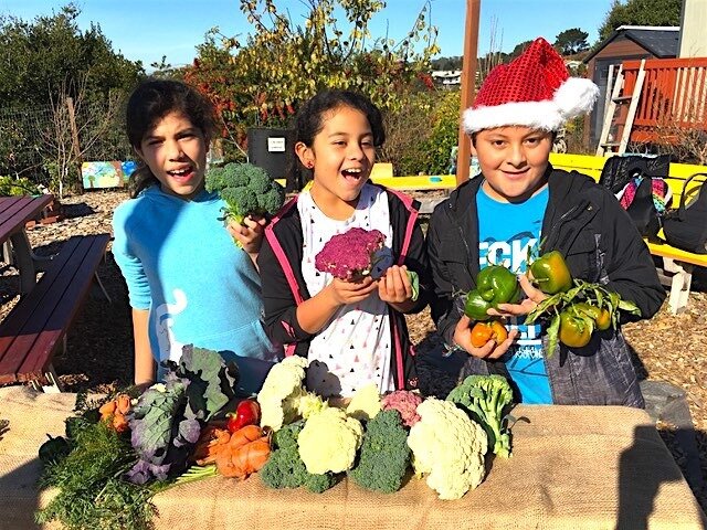 Are you curious what plants are easy for kids to plant in the Bay Area in the wintertime?  We&rsquo;ve noticed that root crops such as carrots, beets and onions work well. Another kid favorite to plant is broccoli, cabbage, lettuce, and spinach or co