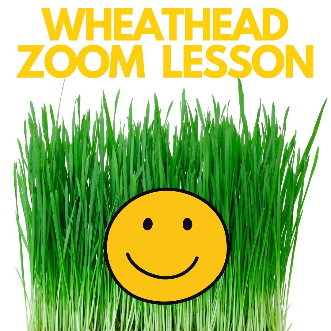 Esther, our garden educator, is teaching kindergarteners to third-graders how to plant Wheatheads on Zoom! The kids loved this educational gardening lesson!