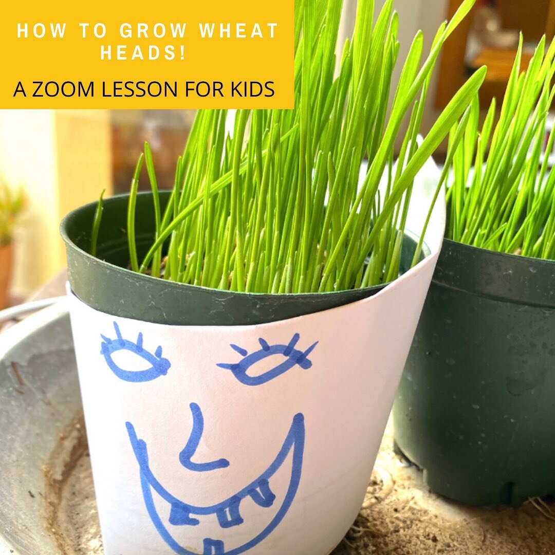 West County DIGS taught Mira Vista students how to grow wheat heads at their homes! The activity is suitable for children ages 5 and up and takes about 25 mins. It is an easy activity that teaches kids about gardening in a fun and engaging way. Child