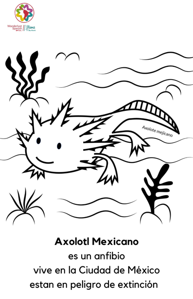 Axolotl Mexicano Coloring Page Mamalingua Go