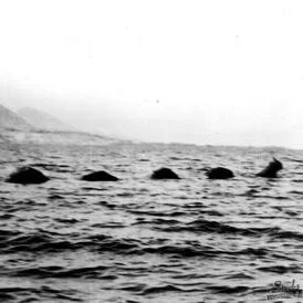 Episode 9: Cryptids by Sea