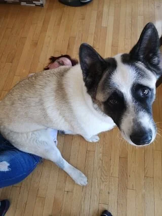 Alanna’s Dog Fenrir