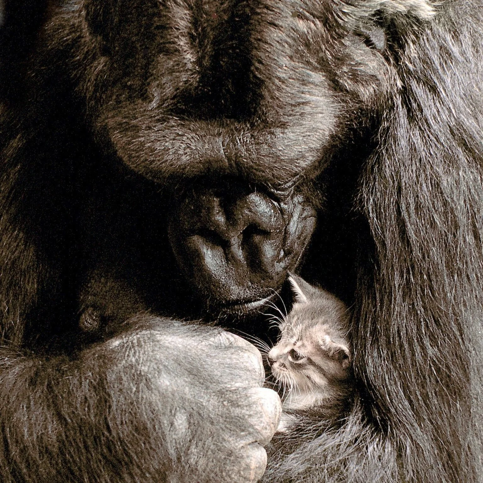 145: Astonishing Animals