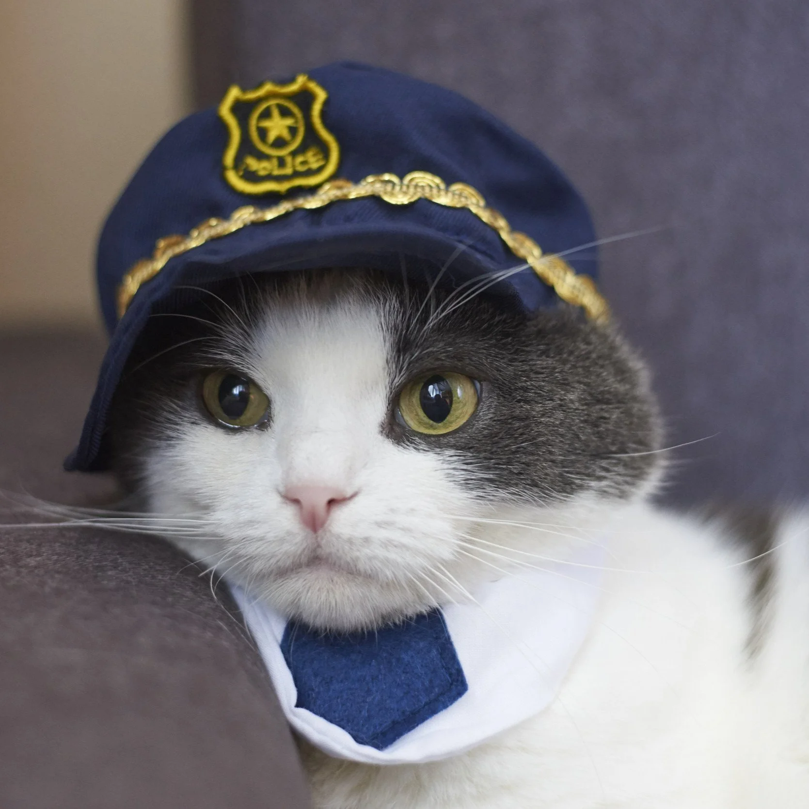 184: Pet Detectives Unit