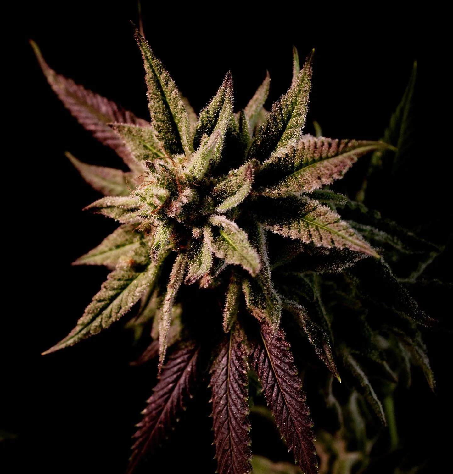 Buds from the bay.  Hilo Bay that is. 

Support local.  Support organic. 

#pakalolo #cannabis #cannabisseeds #cannabisbean #grower #maryjane #hawaiianizedcannabis #hawaiianizedseeds #hawaiianbudline #maryjane #ganjaseeds #hawaiilife #hawaiiangrown #