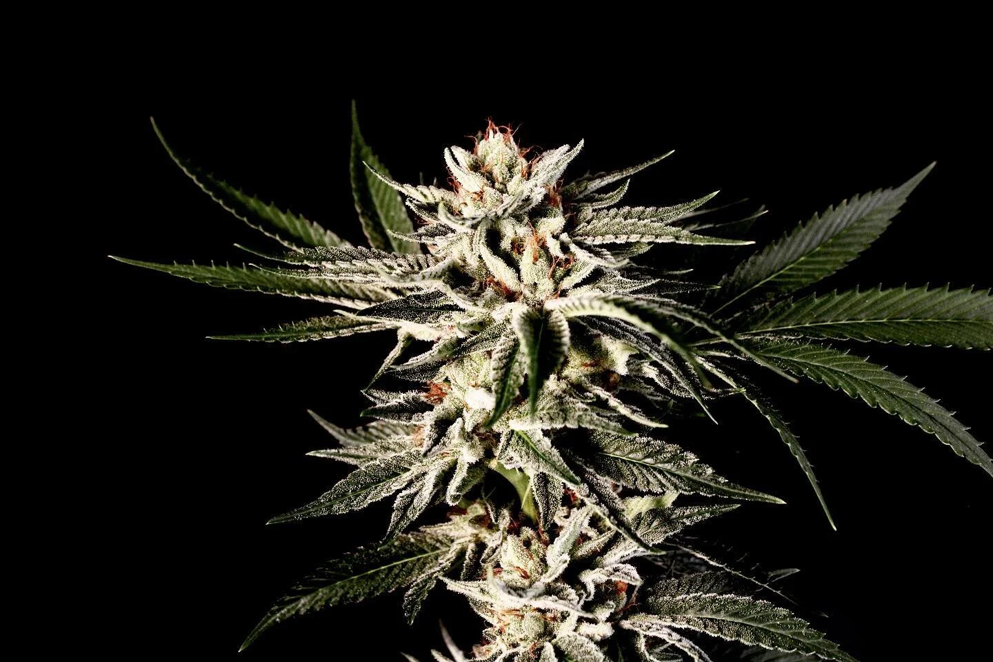 100% Hawaiianized. 

We take the best genetics in the world and make them stronger.  Organic and sun grown.