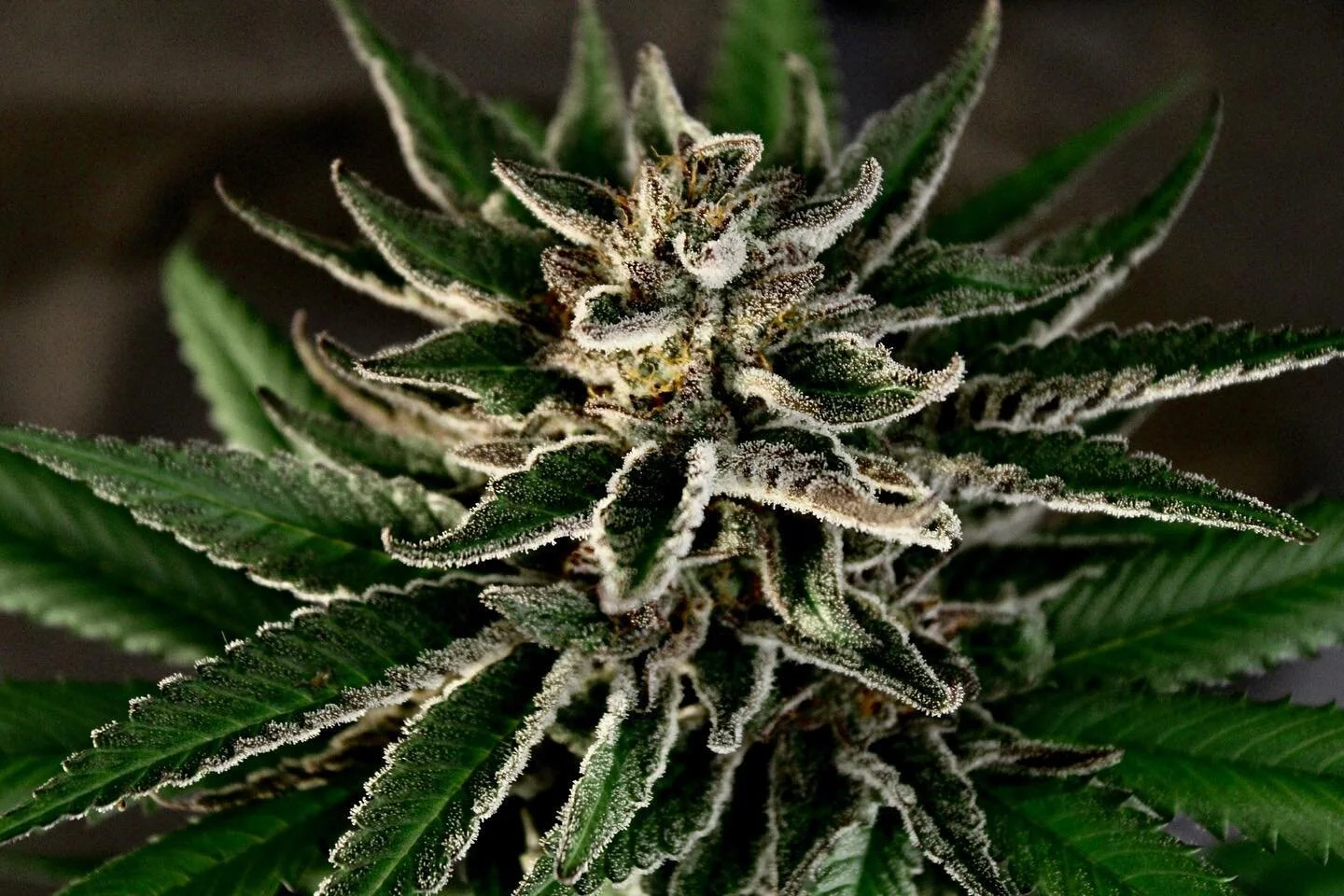 Giving thanks 🙏🏽. 100% organic x 100% sun grown.  Hawaiian Terps.