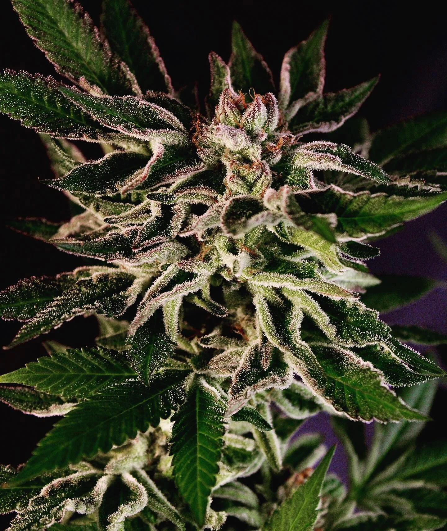 Terps&hellip;.

The best genetics in the world Hawaiianized. 

#pakalolo #cannabis #cannabisseeds #cannabisbean #grower #hawaiianizedcannabis #hawaiianizedseeds #hawaiianbudline #maryjane #ganjaseeds #hawaiilife #hawaiiangrown #hawaiianseeds #pakalol