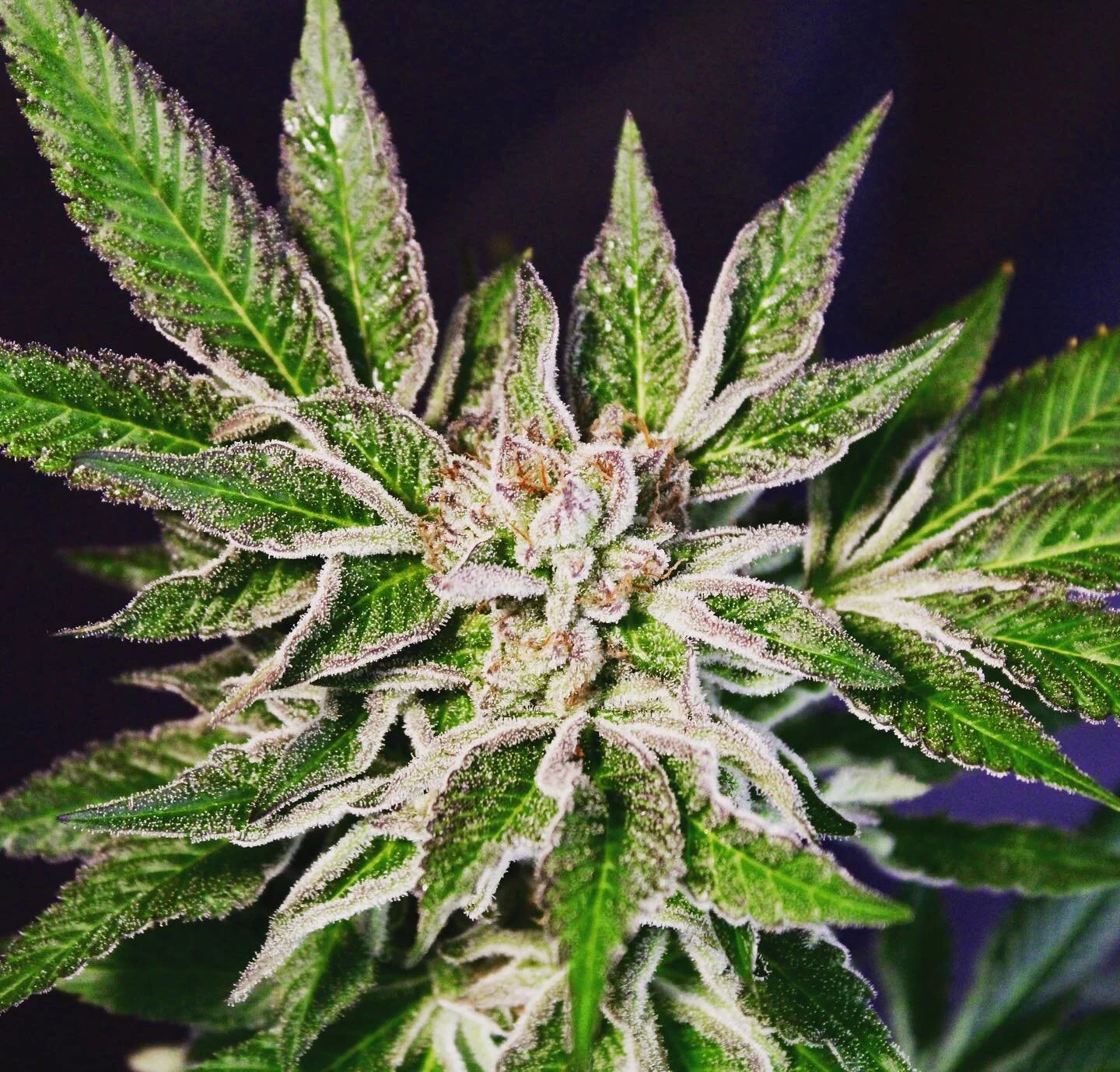 Hawaiianize your next harvest.  100% organic and sun grown.  This is what Hawaii tastes like.