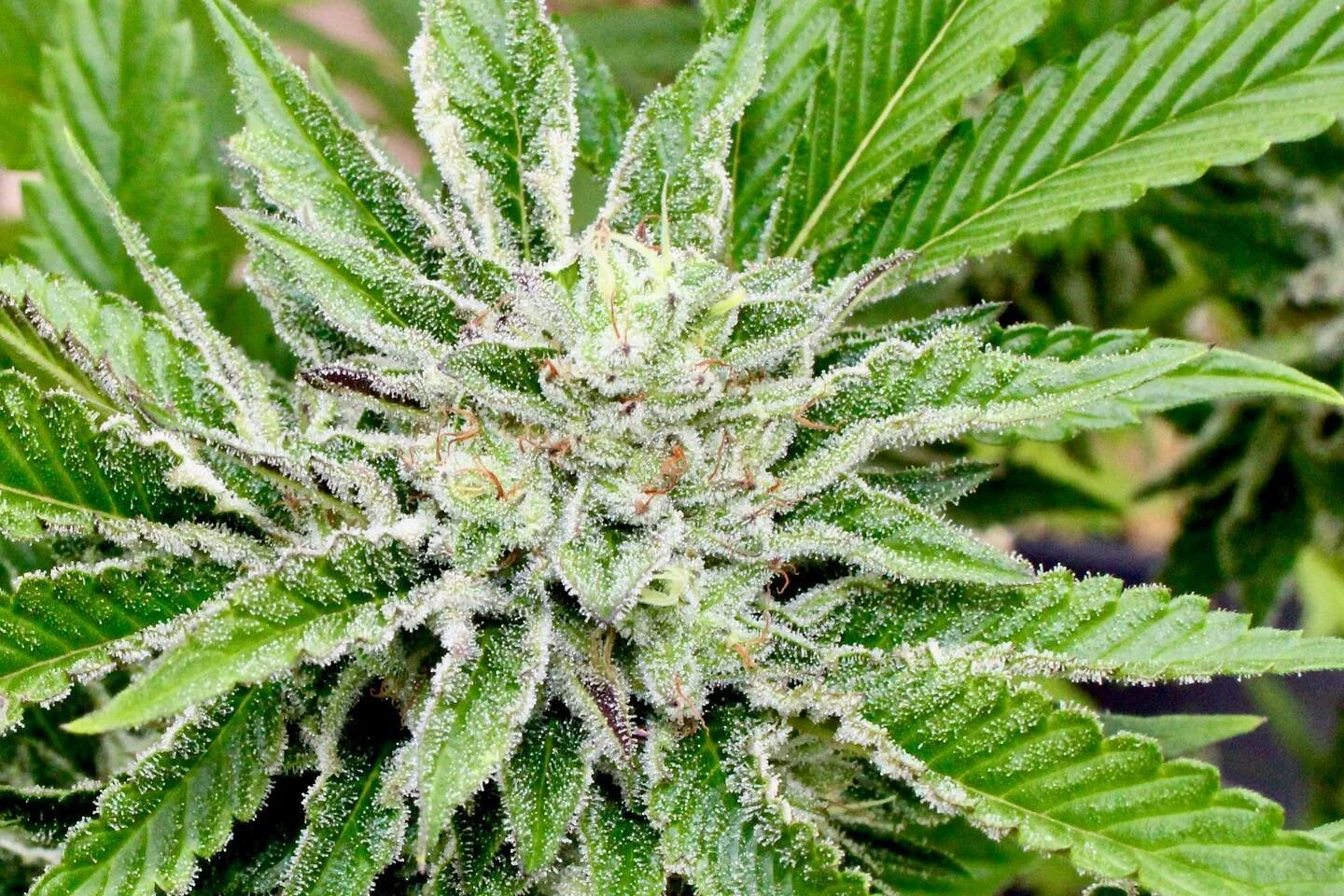 New drop tomorrow!!! 5 new strains.  A little bit of Hawaiian legacy with some new school washers. 

#pakalolo #cannabis #cannabisseeds #cannabisbean #grower #maryjane #hawaiianizedcannabis #growyourown #hawaiianizedseeds #hawaiianbudline #maryjane #