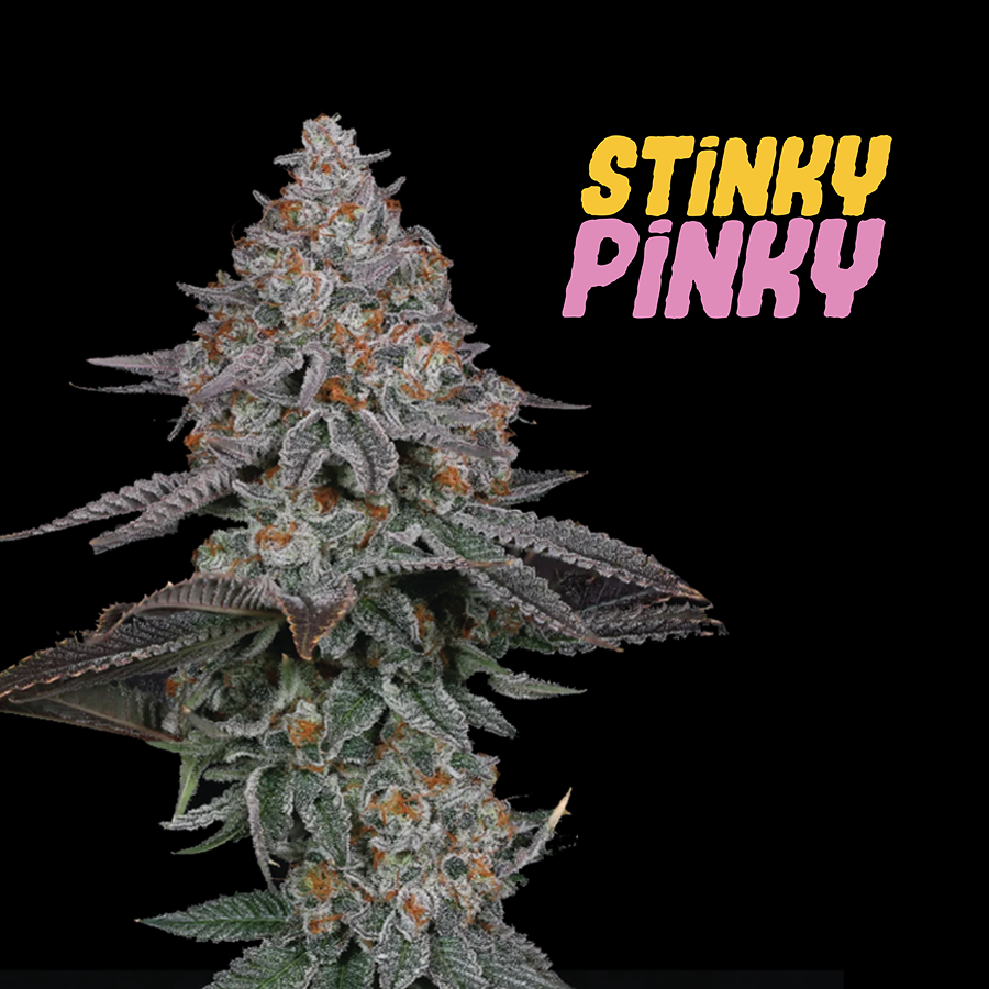 STINKY PINKY (FEMINIZED) - PRE-ORDER
