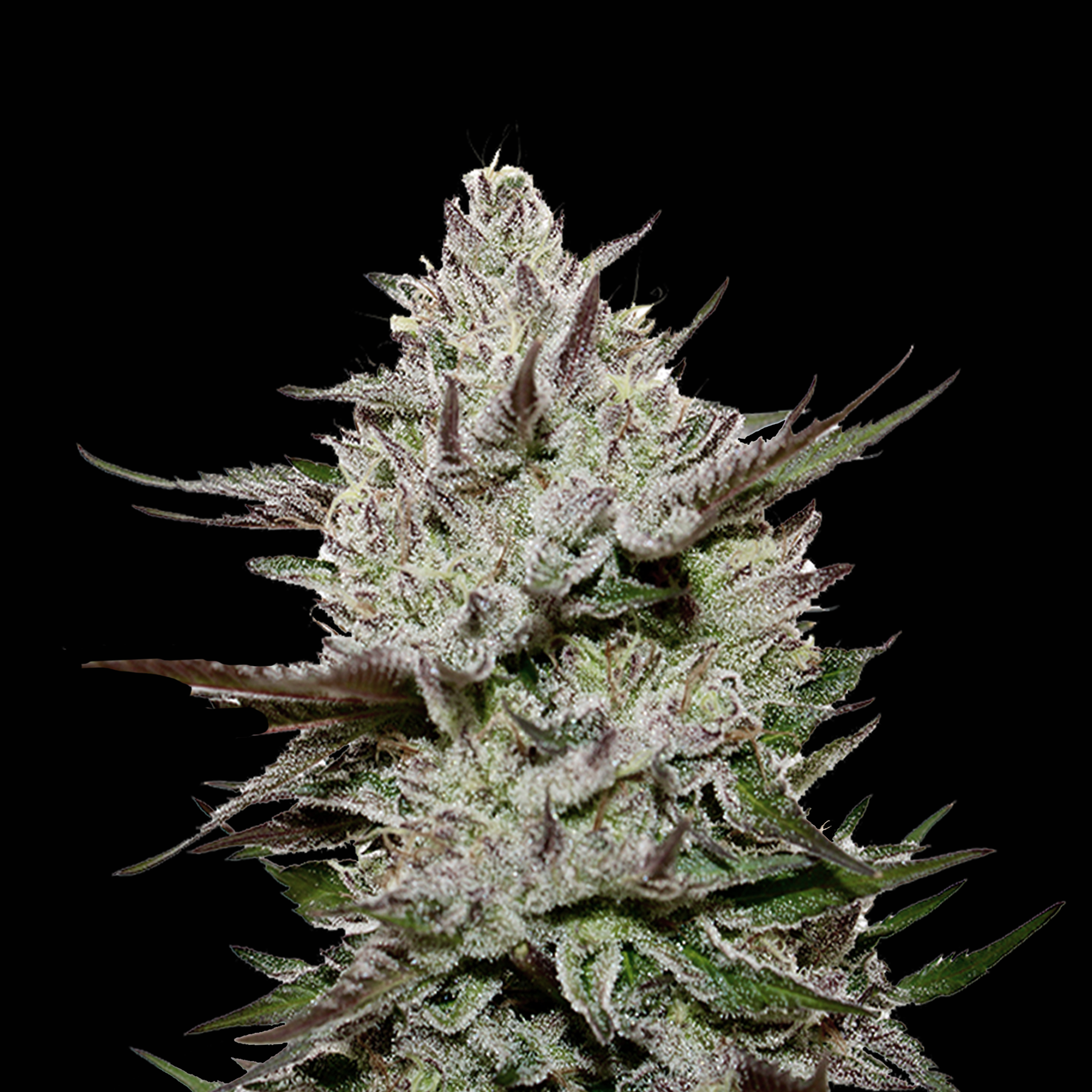 Cereal Milk + Black Banana x GMO (Exclusive Breeder's Cut)