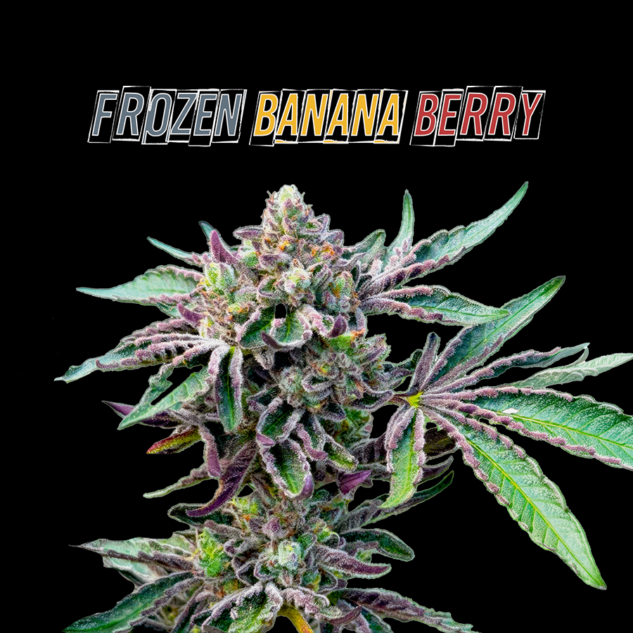 FROZEN BANANA BERRY (FEMINIZED) - PRE-ORDER