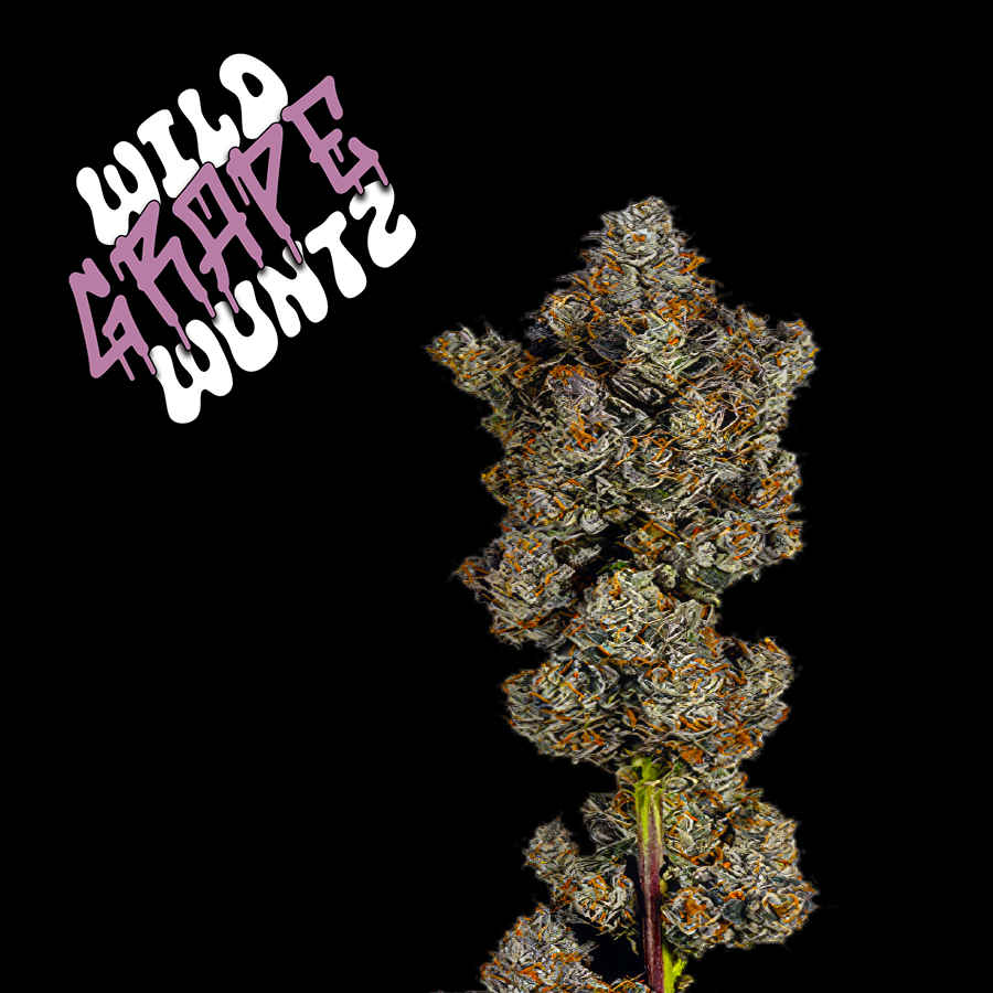 WILD GRAPE WUNTZ (FEMINIZED) - PRE-ORDER