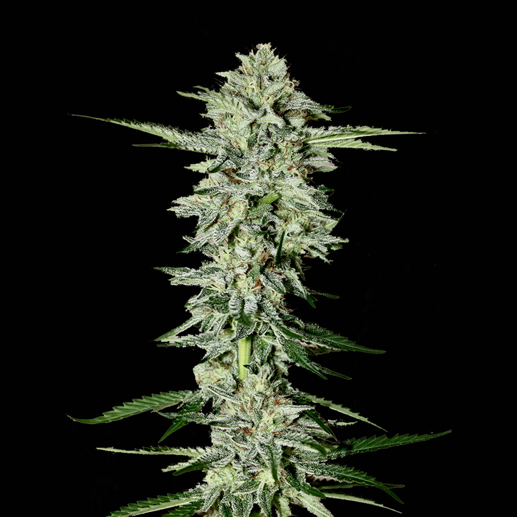 Papaya (Bloom Co Breeder's Cut)