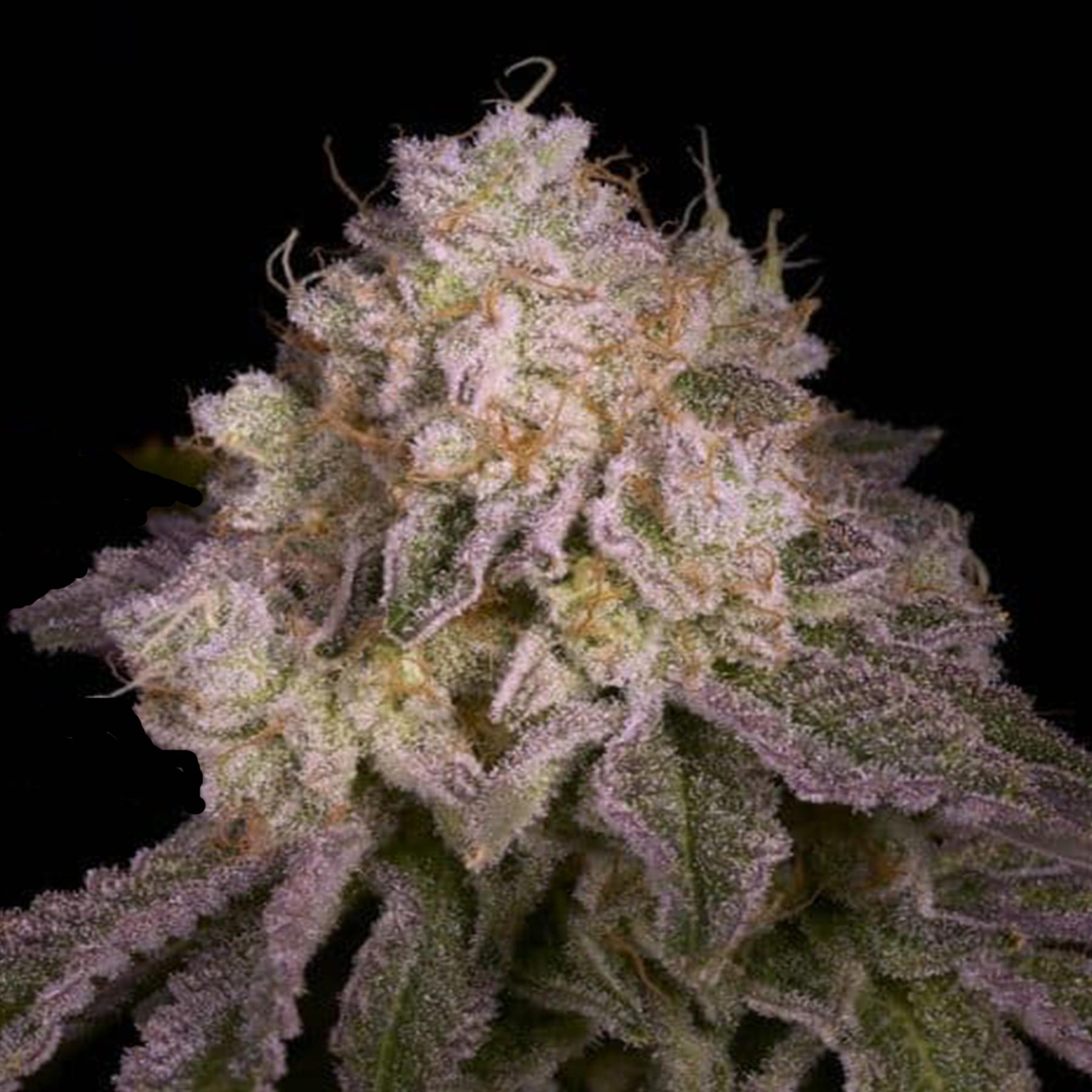 Zazul (Breeder's Cut)
