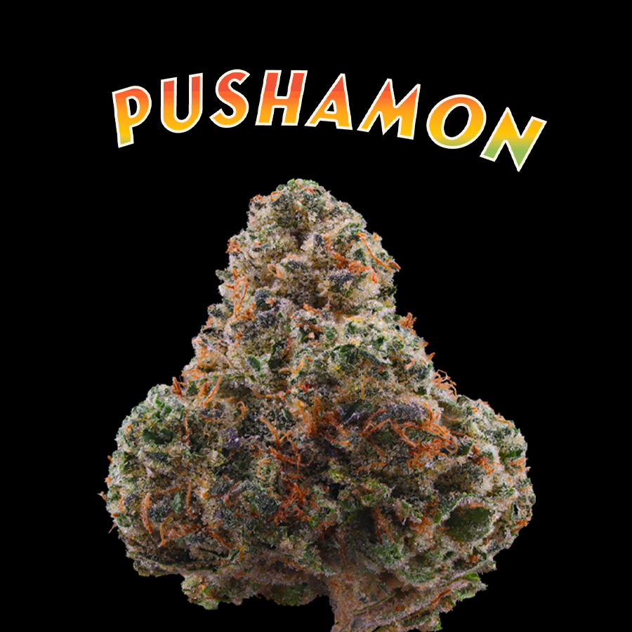 PUSHAMON.png