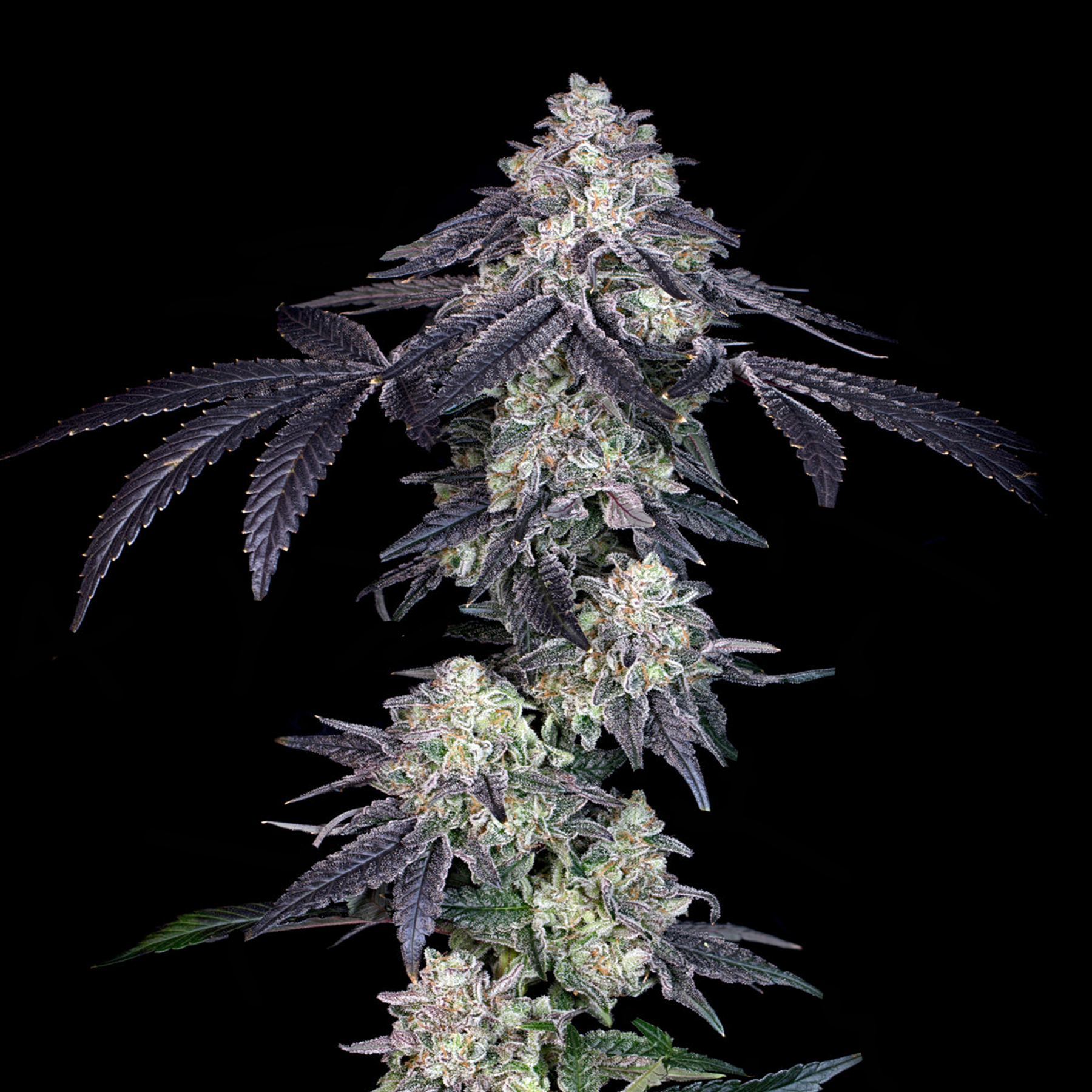 Rainbow Push-Pops #7 (Breeder's Cut)