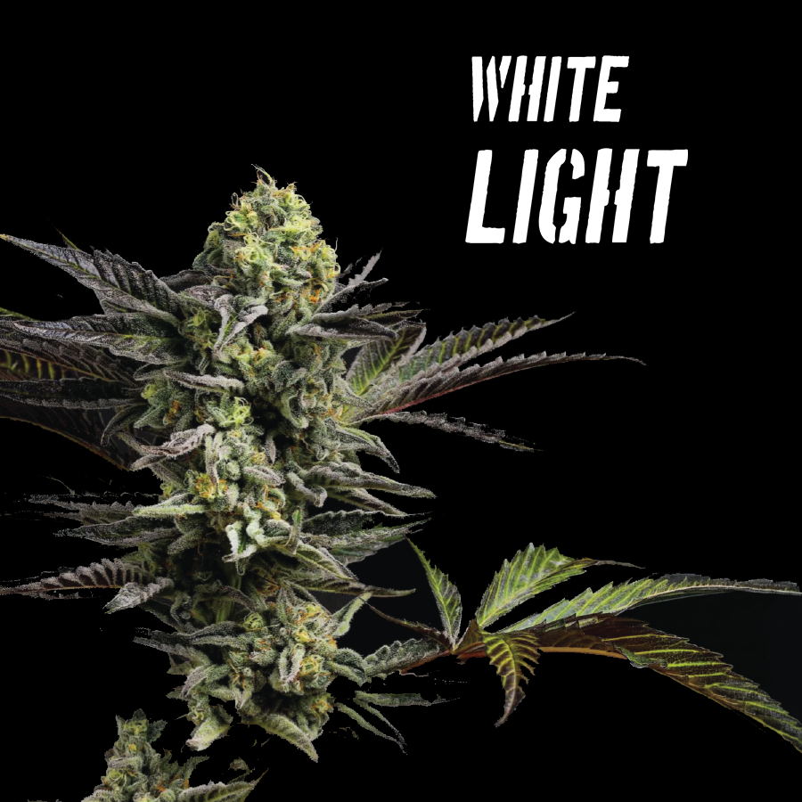 WHITE LIGHT (FEMINIZED) - PRE-ORDER