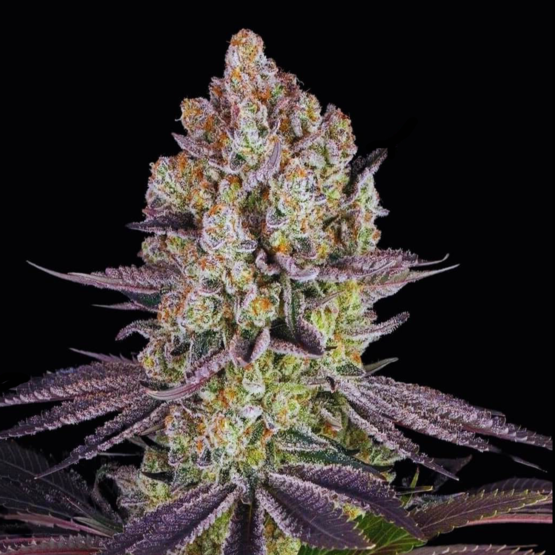 Wuntz - 98’ Aloha Widow + Runtz Cut (Exclusive Breeder's Cut)