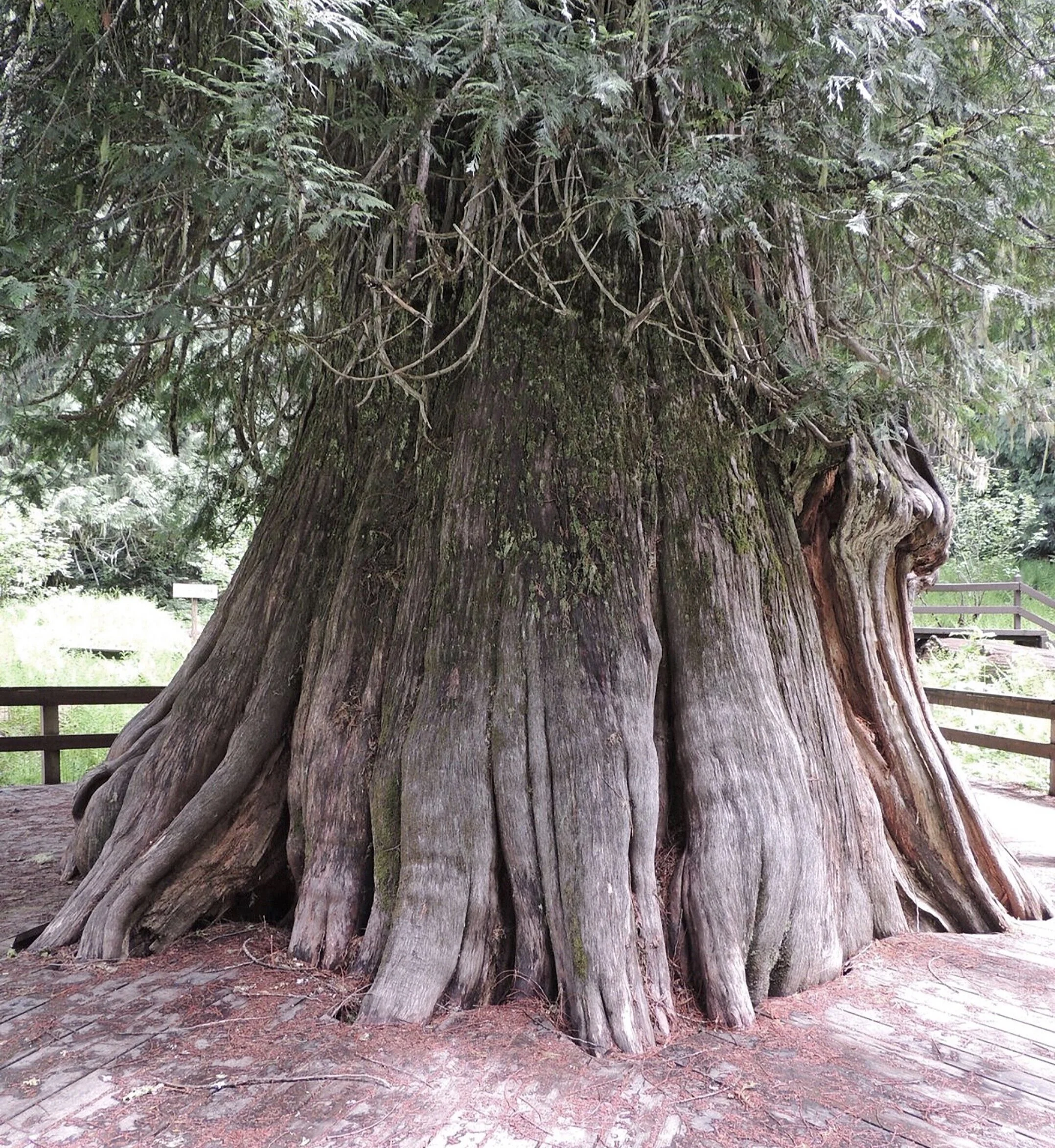 Ancient-cedar-tree-Idaho.jpg