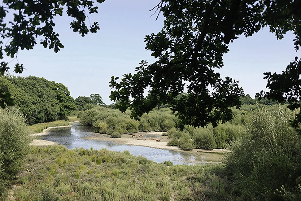 knepp-estate-river-view-rewilding.jpeg