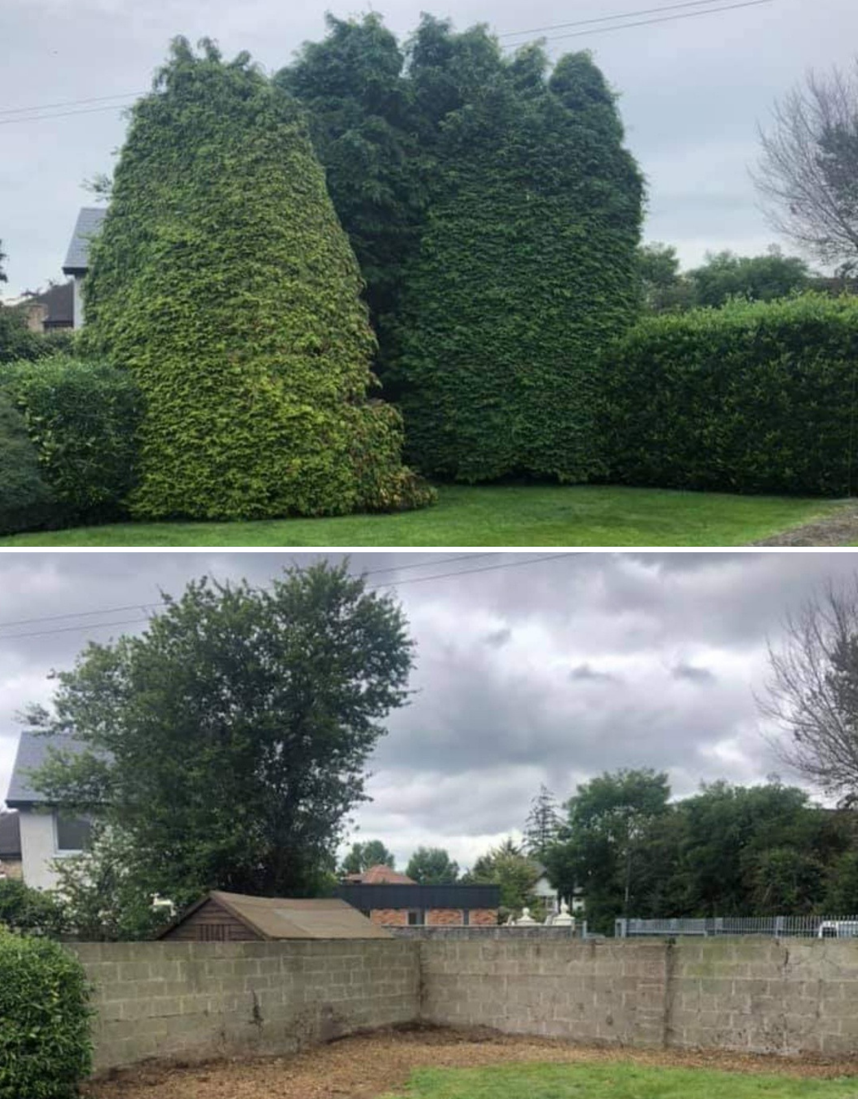 Gallery — All Aspect Tree Care