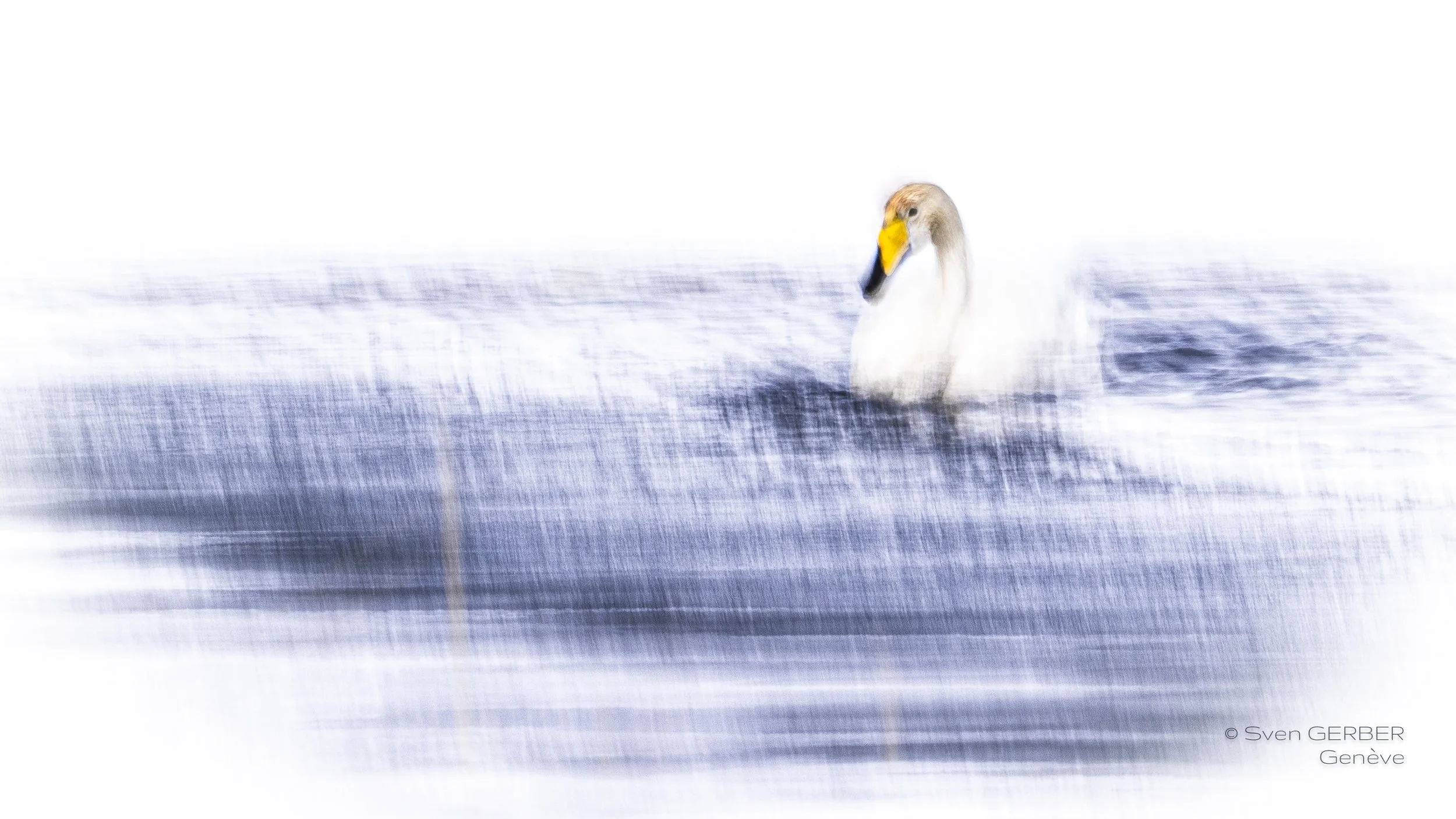 Wildlife Island Greenland 20260404 Schwan-9064306.jpg