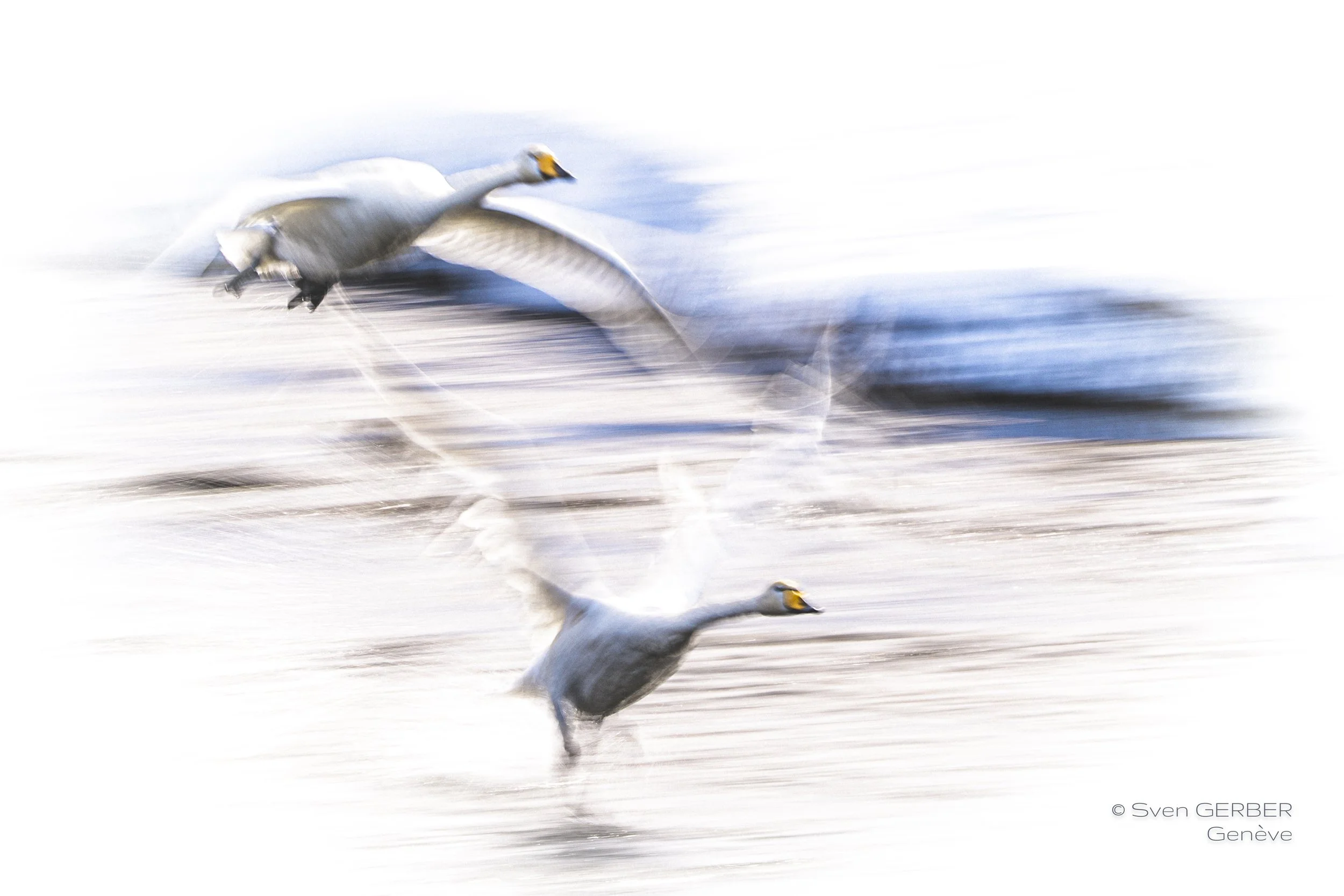 Wildlife Island Greenland 20260323 Schwaene-9066722.jpg