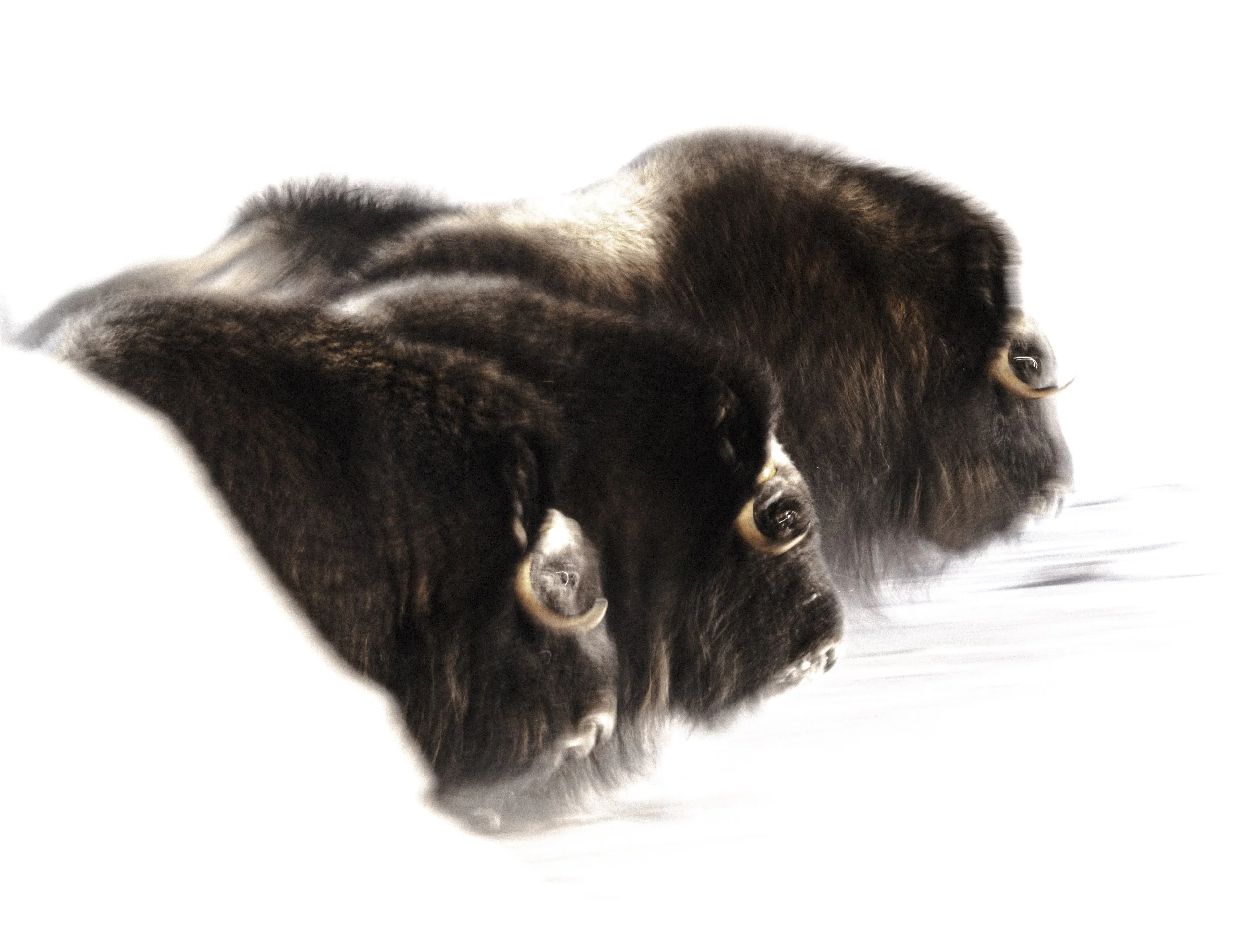A Soft Passage Through Arctic Stillness
