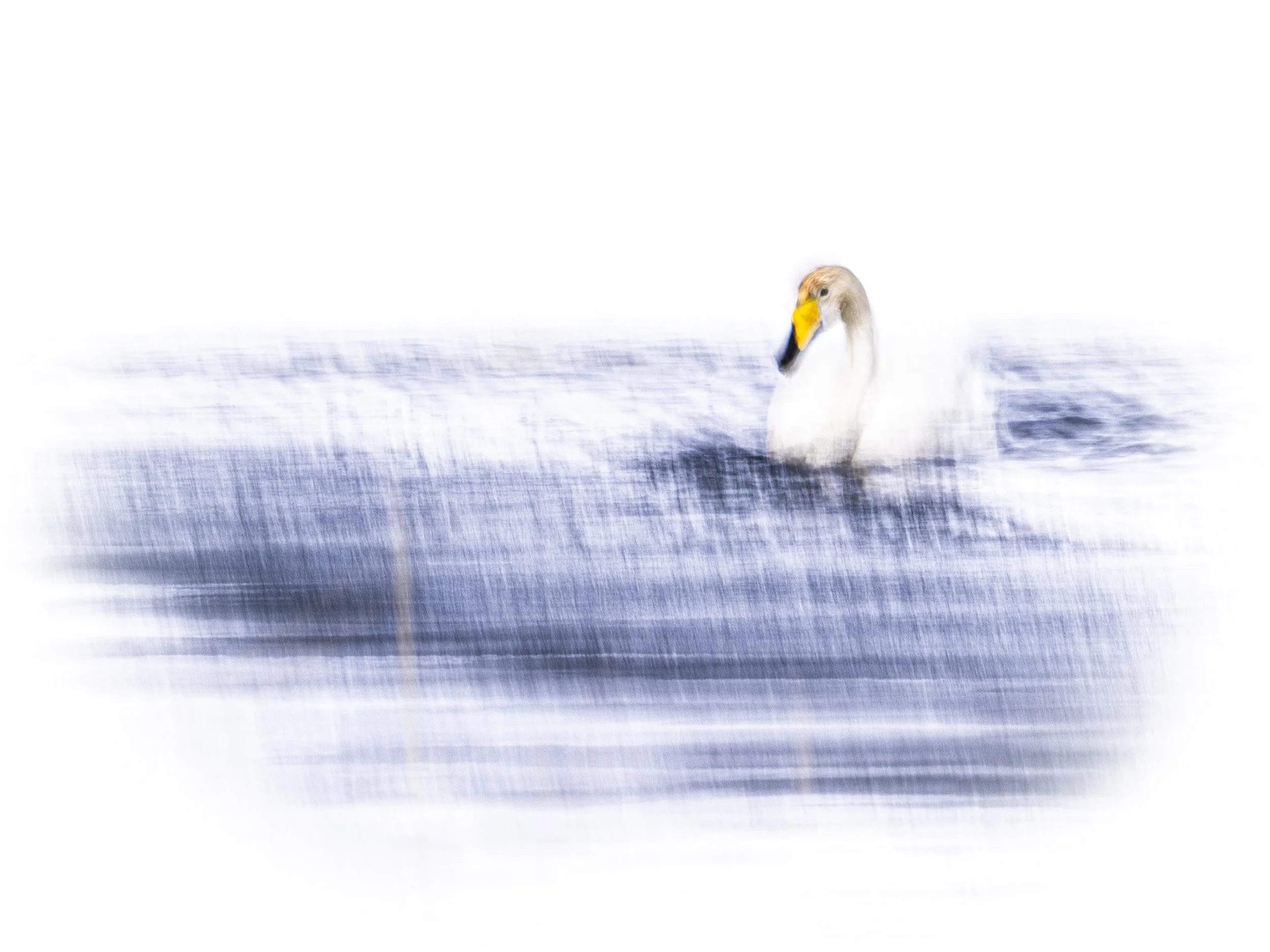 A silent awakening of spring