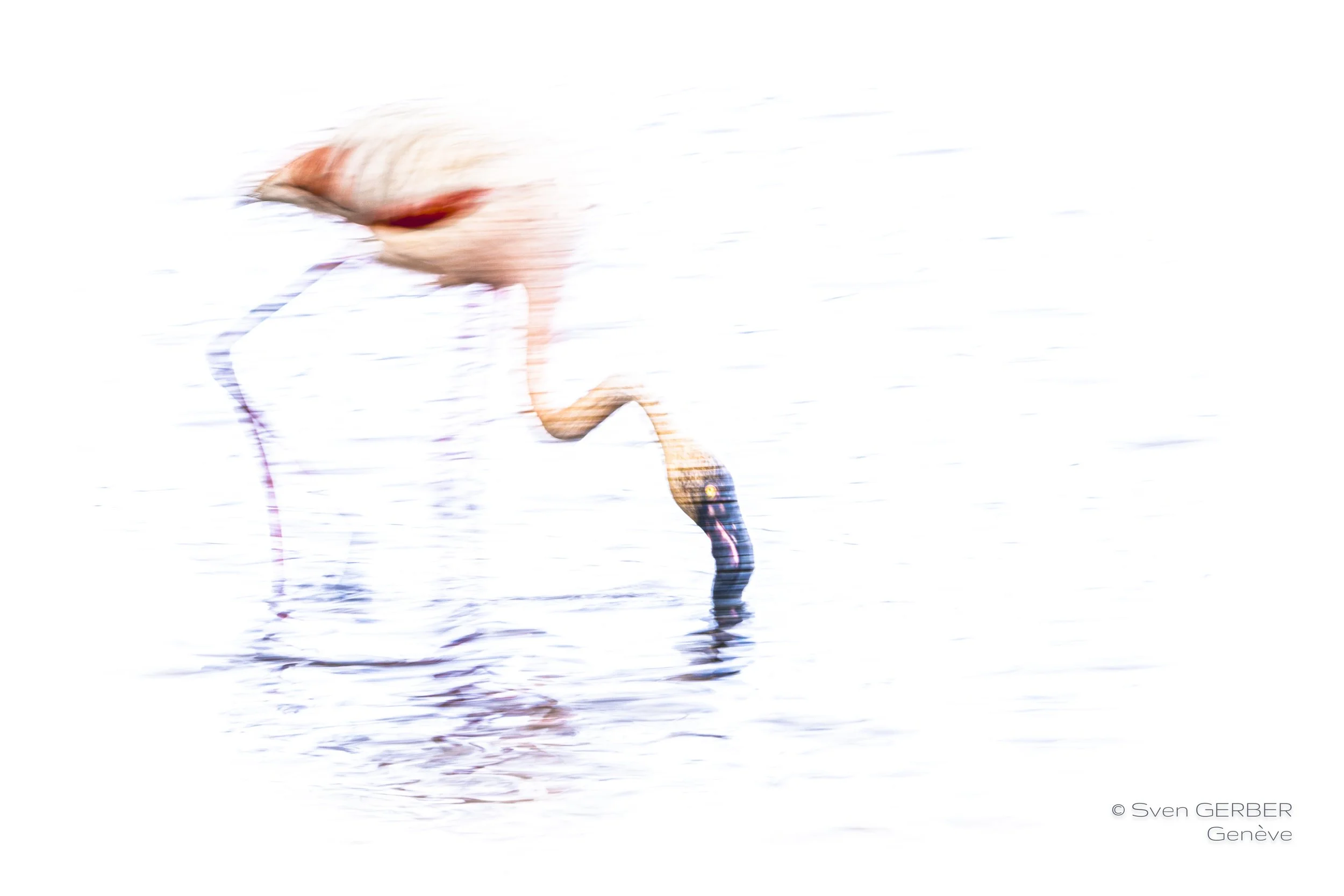 Wildlife France 20250505 Camargue Parc oiseau-9153361.jpg