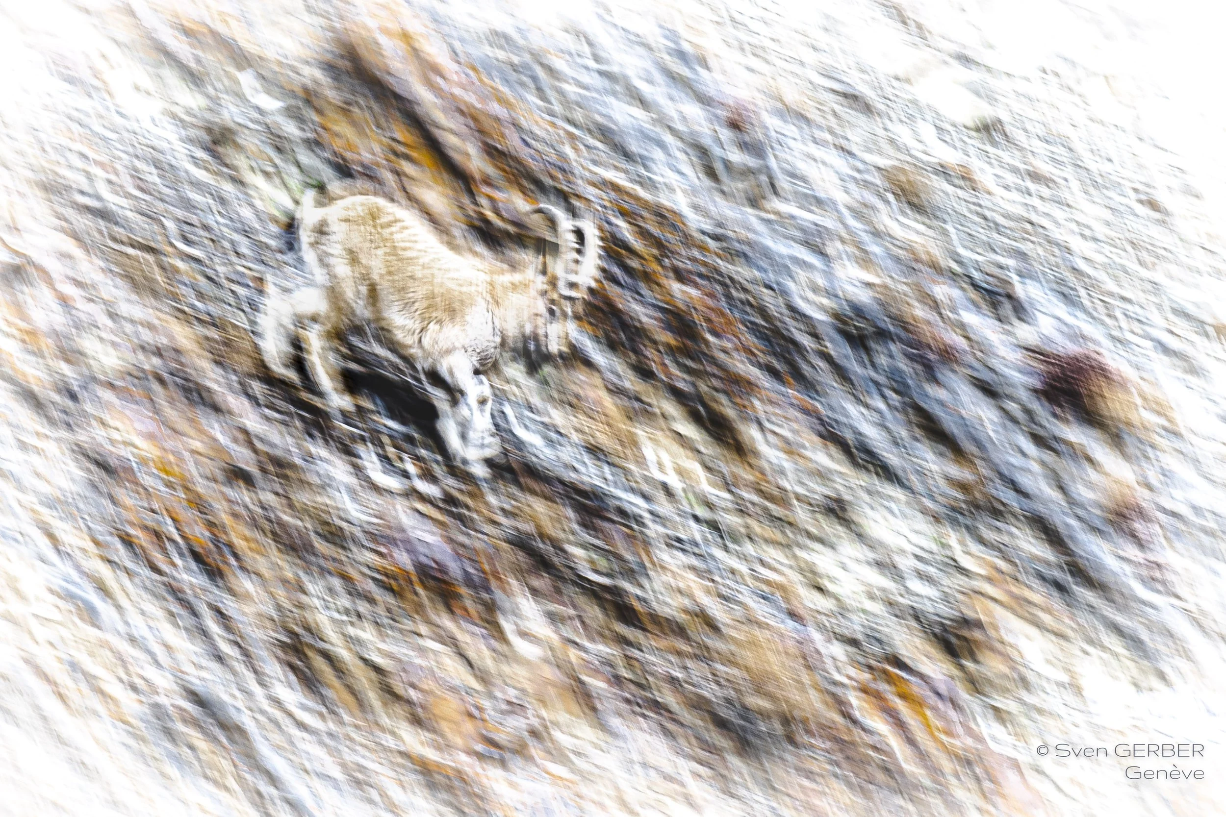 Wildlife Mongolia 20250129 IBEX INSTA-9067305-2.jpg