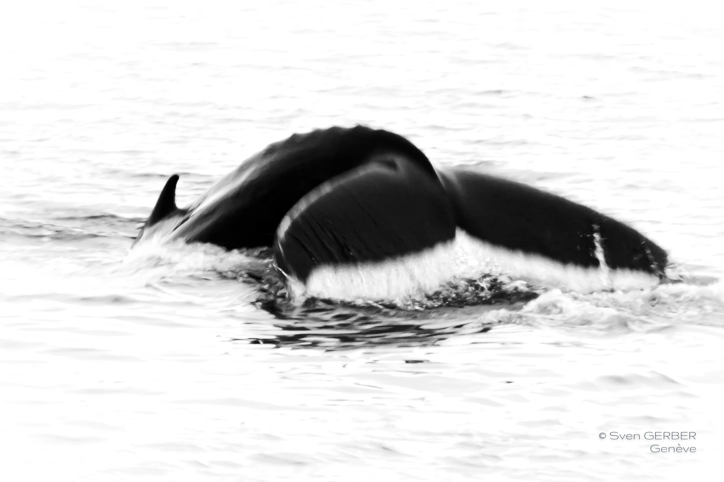 Wildlife Norway 202507019 Buckelwal-9152173.jpg