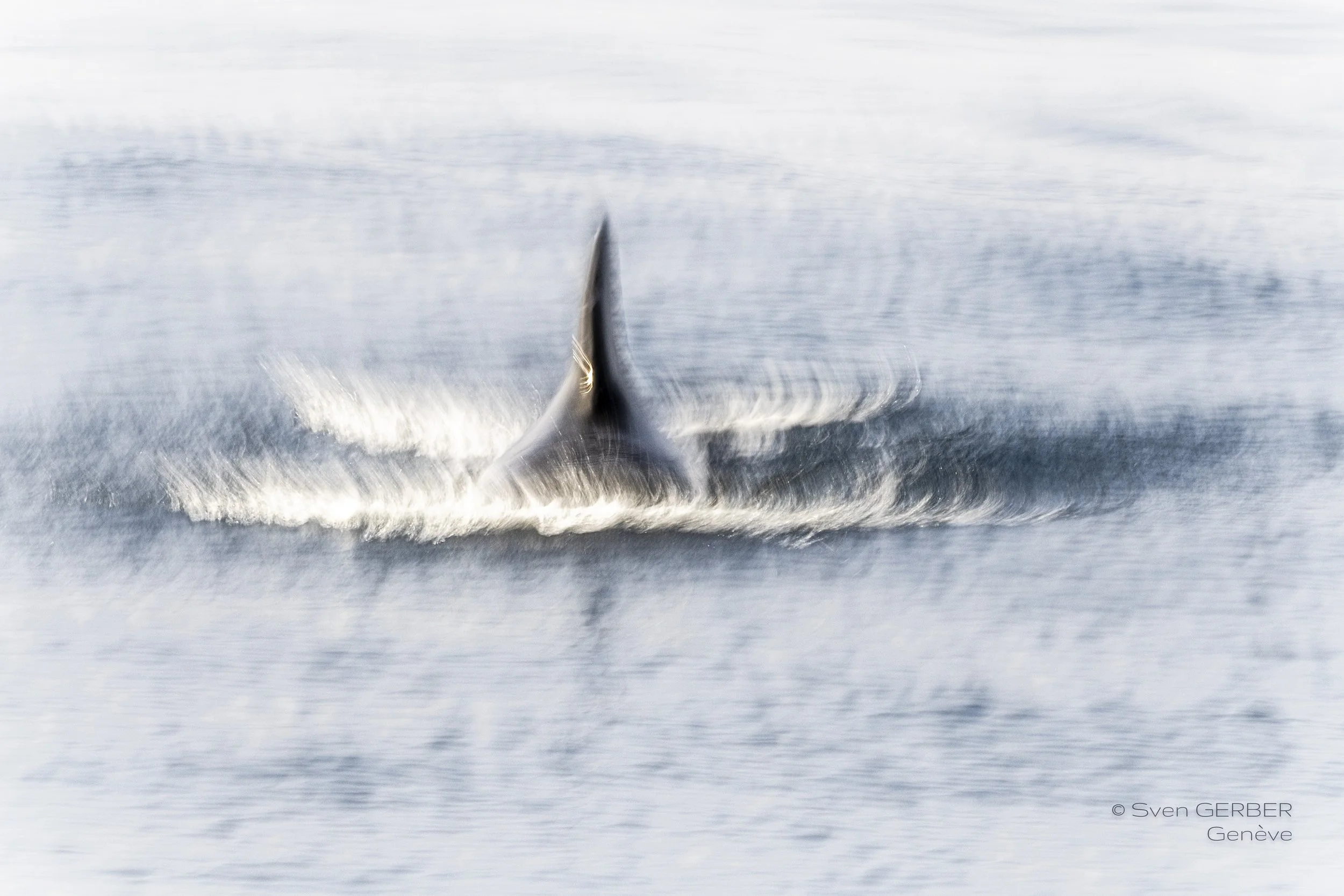 Wildlife Norway 20250714 Pilotwal-9159544.jpg