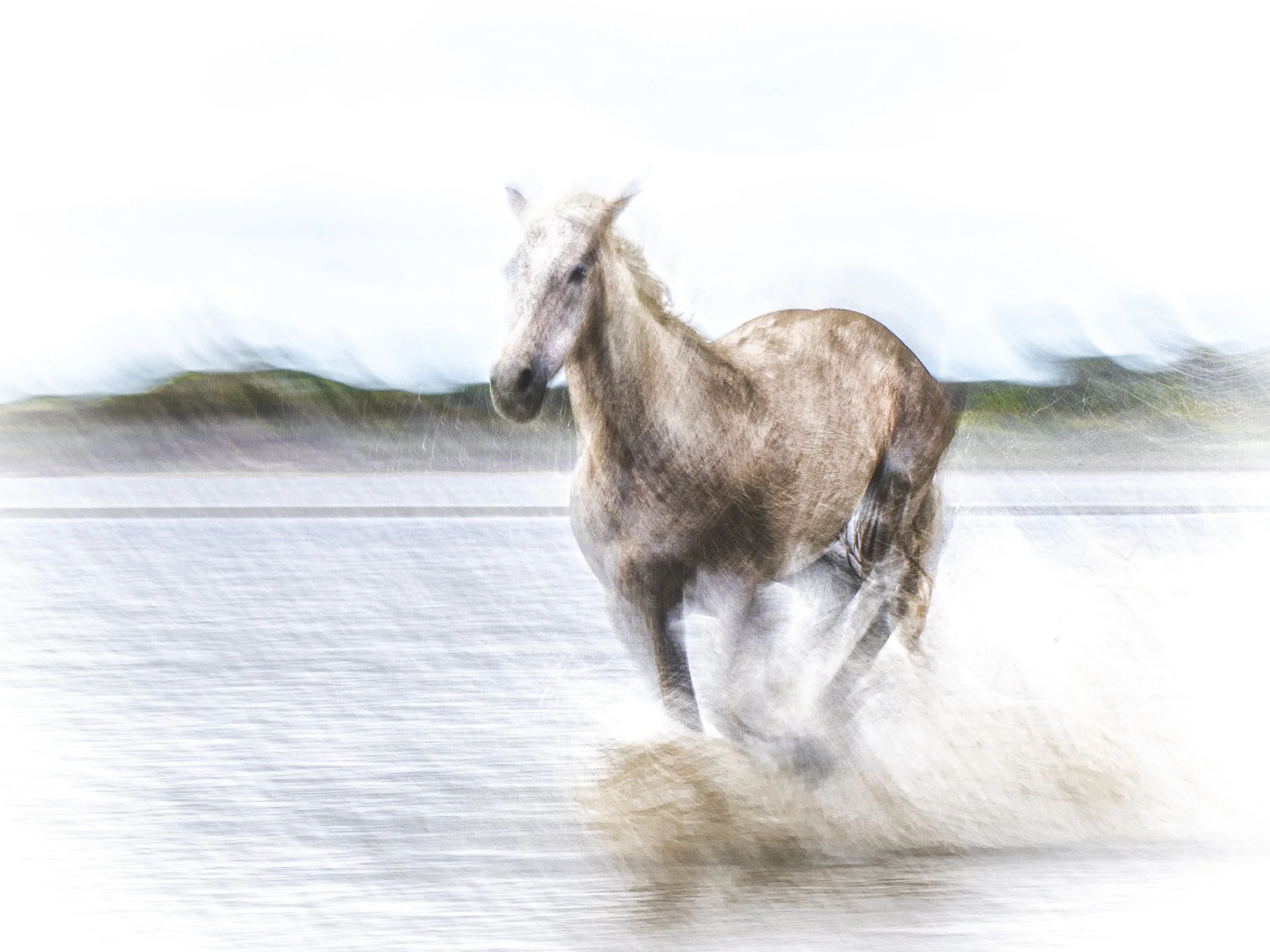 Website - Startpage - Camargue-9064639.jpg