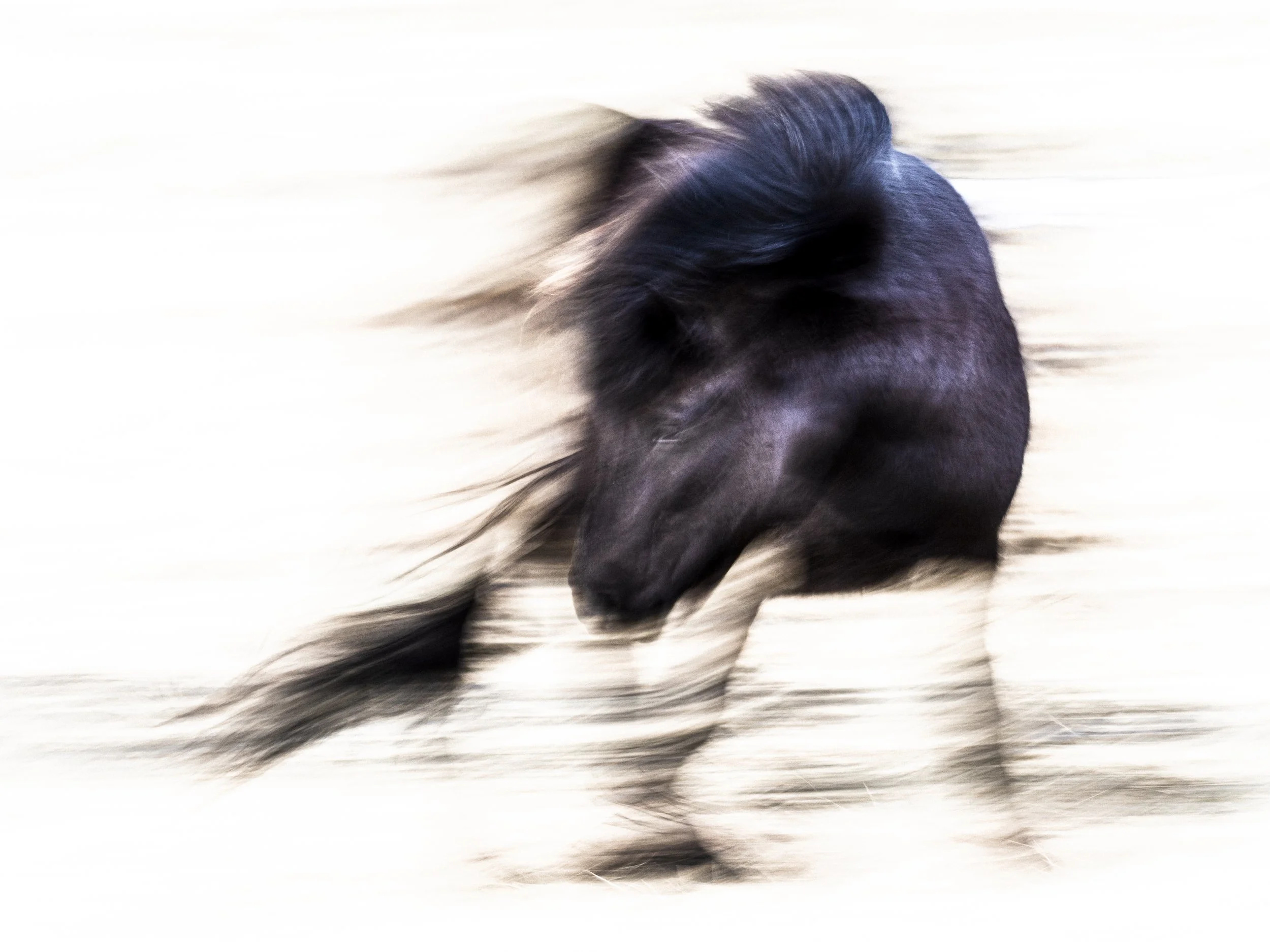 Website - Startpage - Horse-9068838.jpg