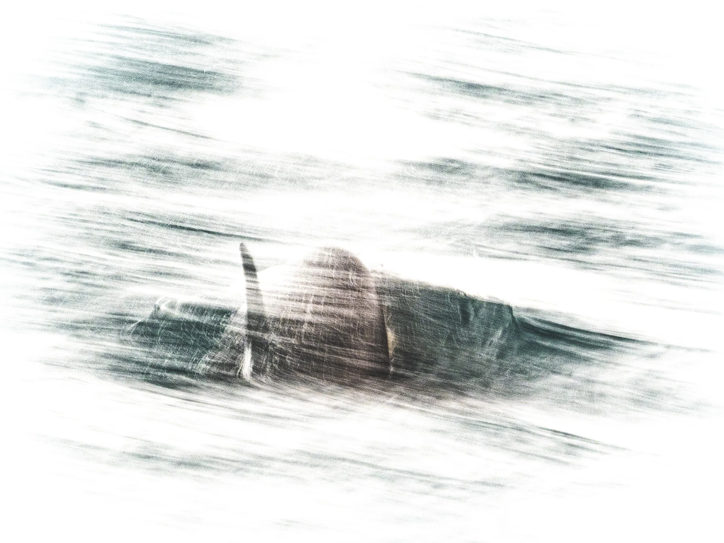 Website - Startpage - Orca-9062513.jpg