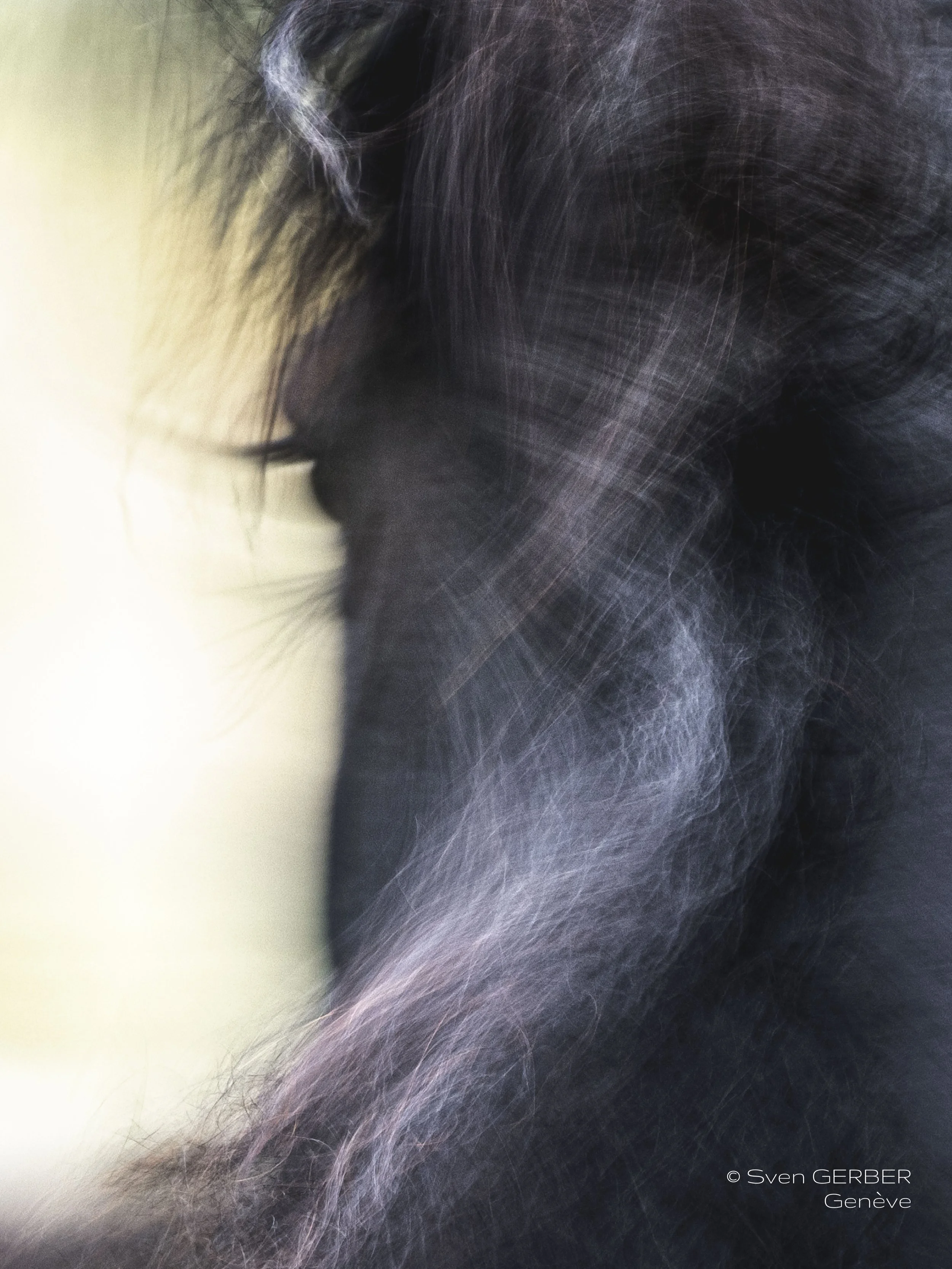 Domestic Suisse Gland 20251025 Horse SPIRIT Marie-9064665.jpg