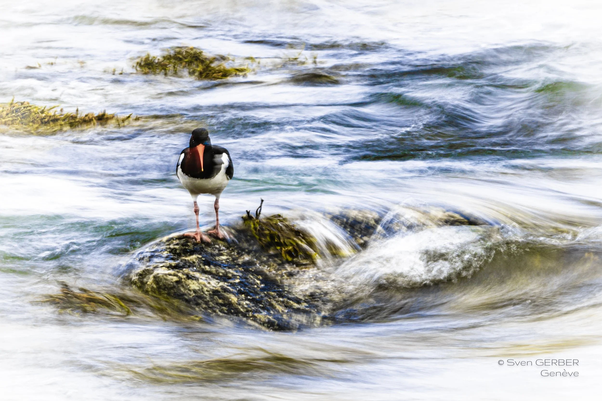 Wildlife Norway 202507012 Austerfischer-9158248.jpg