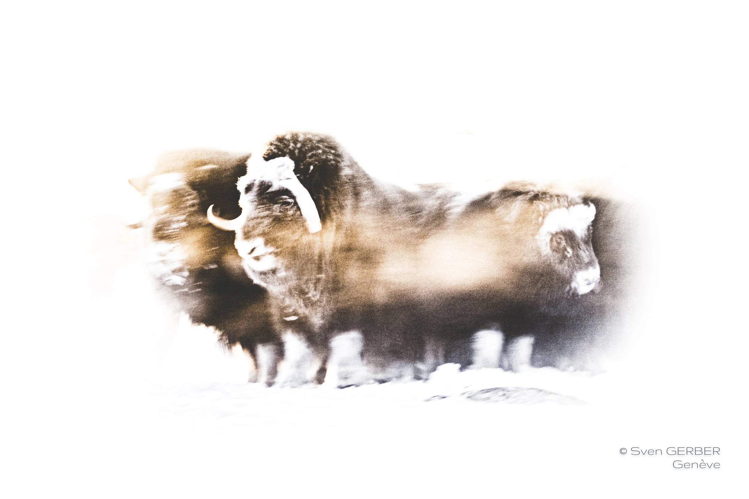 Wildlife Island Greenland 20260326 Moskox Art-9064966.jpg