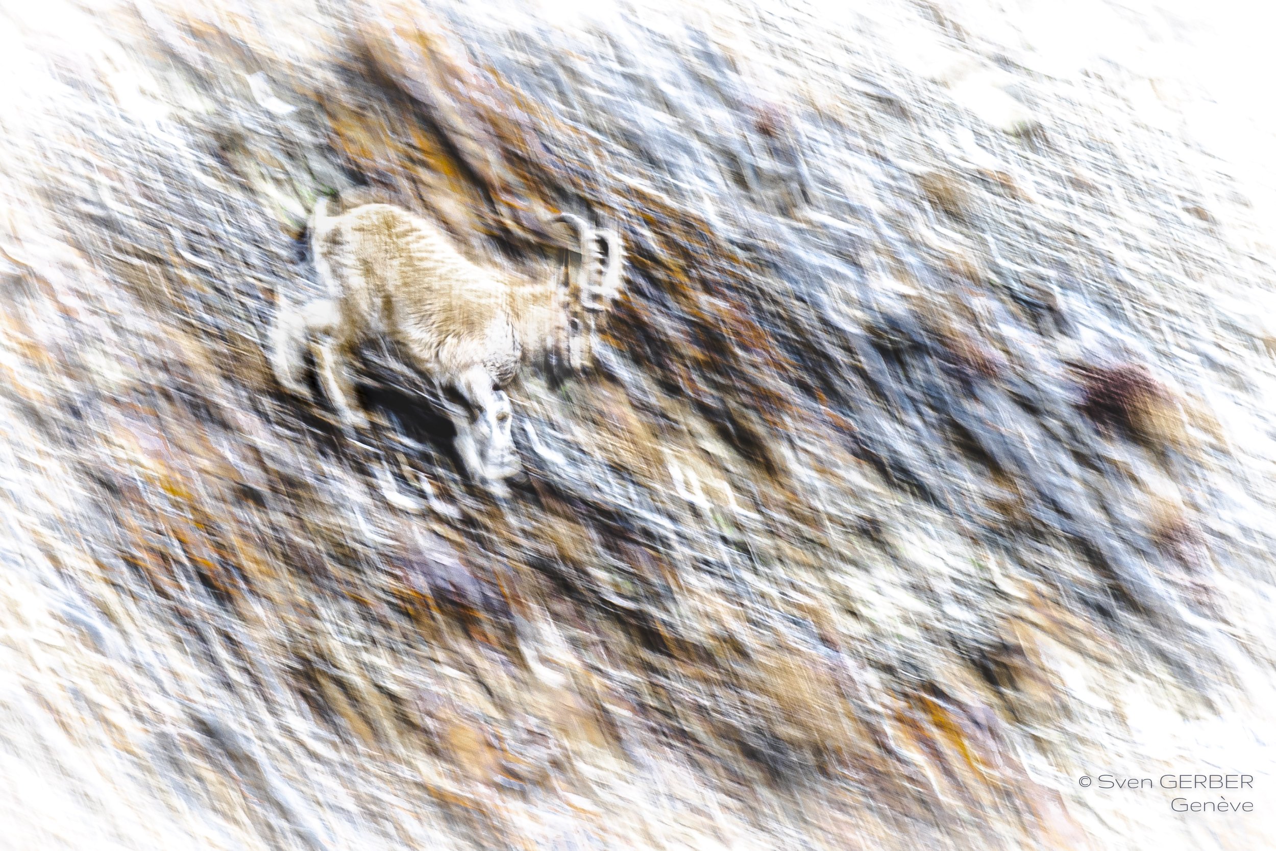 Wildlife Mongolia 20250129 IBEX INSTA-9067305-2.jpg