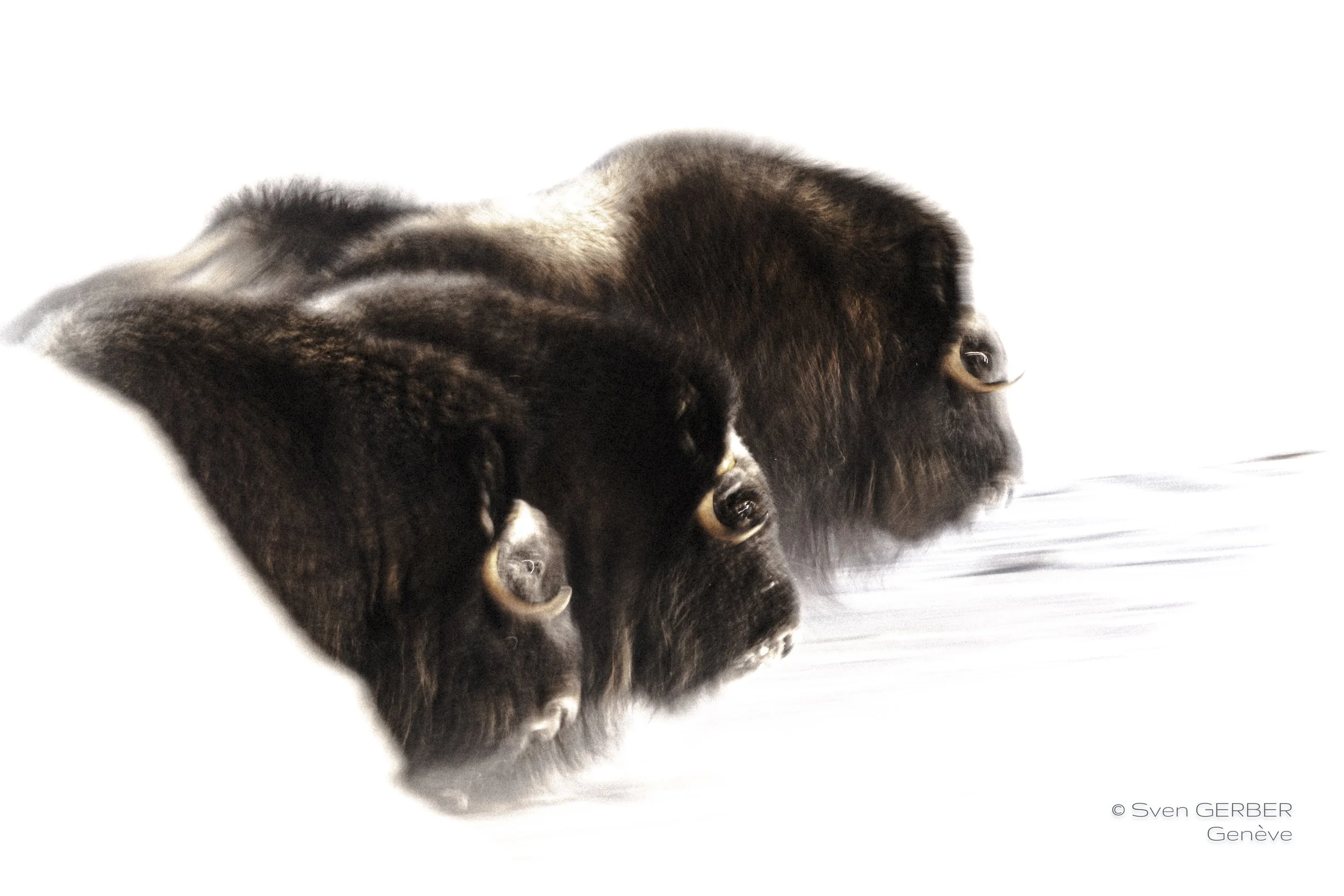 Wildlife Island Greenland 20260323 Moskox-9064365.jpg