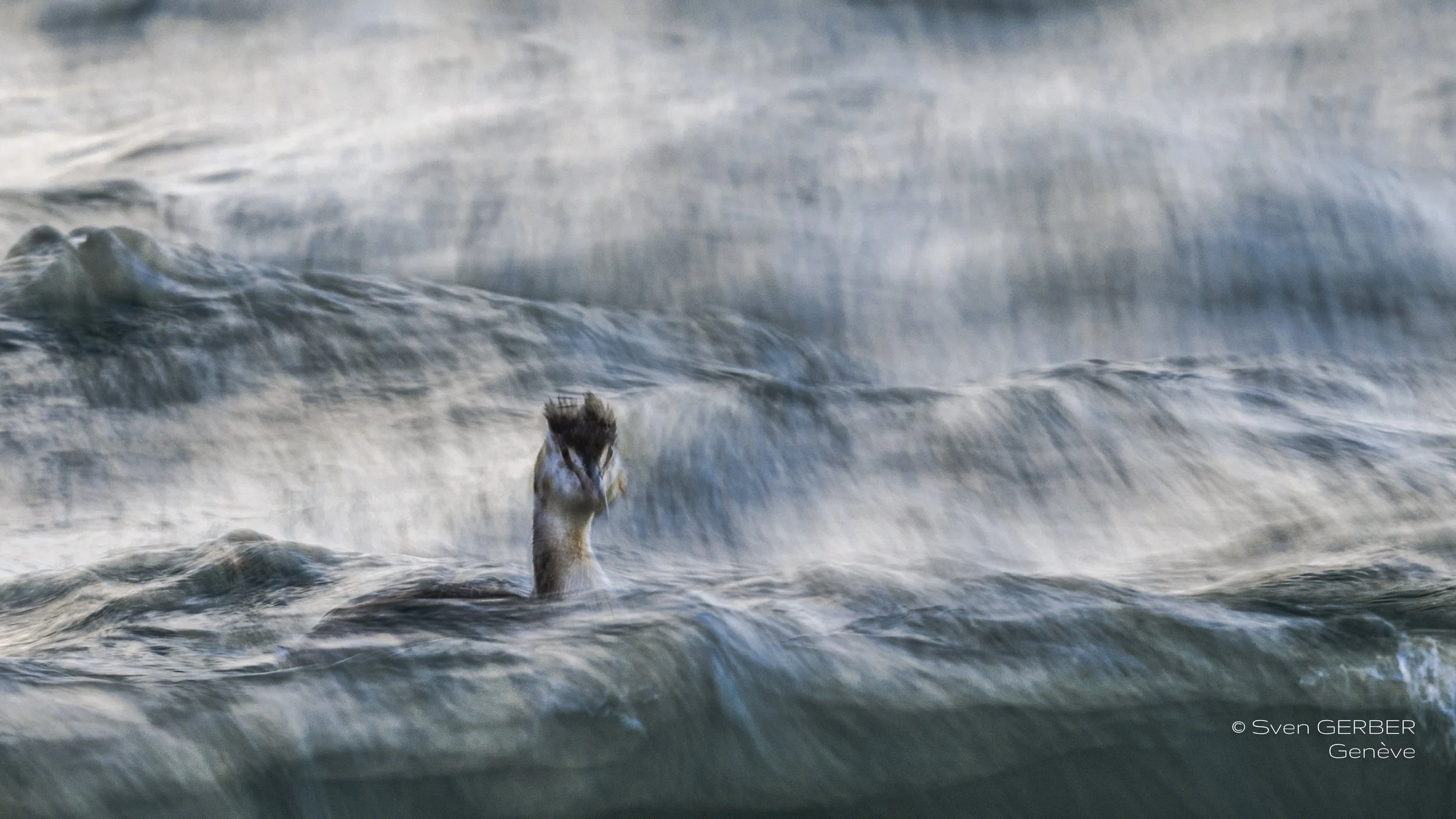 Wildlife Geneva Lac Leman 20240917 Haubentaucher INSTA-9133856.jpg