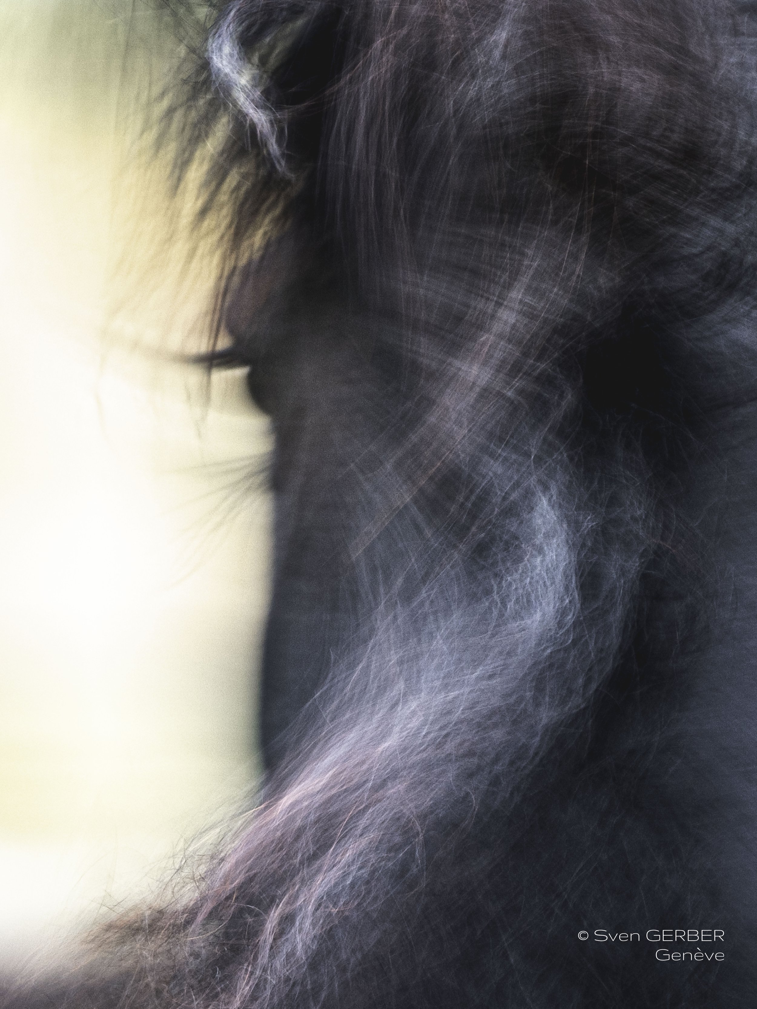Domestic Suisse Gland 20251025 Horse SPIRIT Marie-9064665.jpg